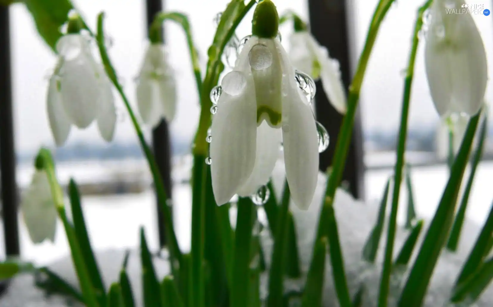 snowdrops, Spring