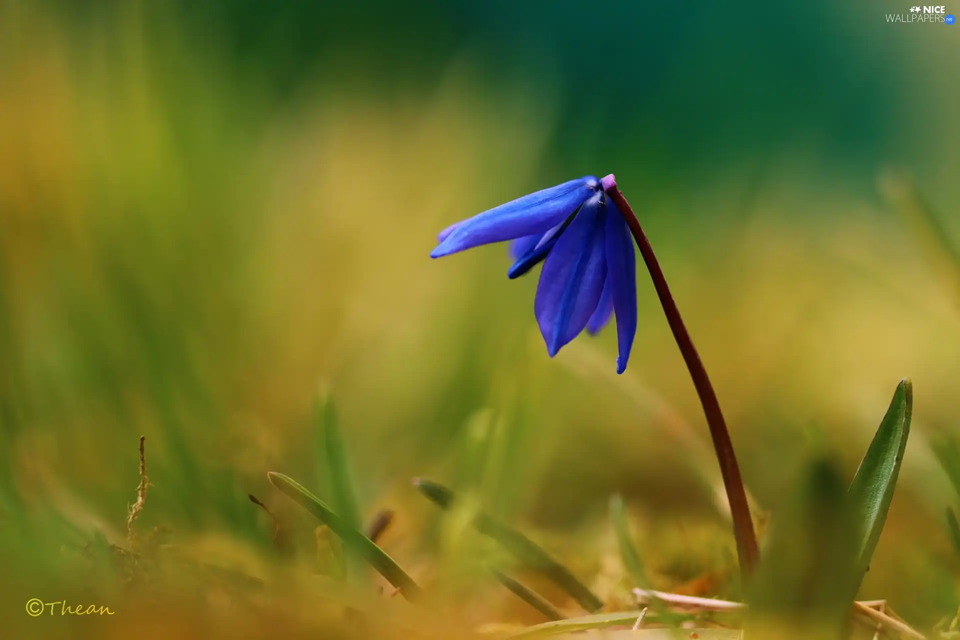 Siberian squill, Colourfull Flowers, Spring, blue