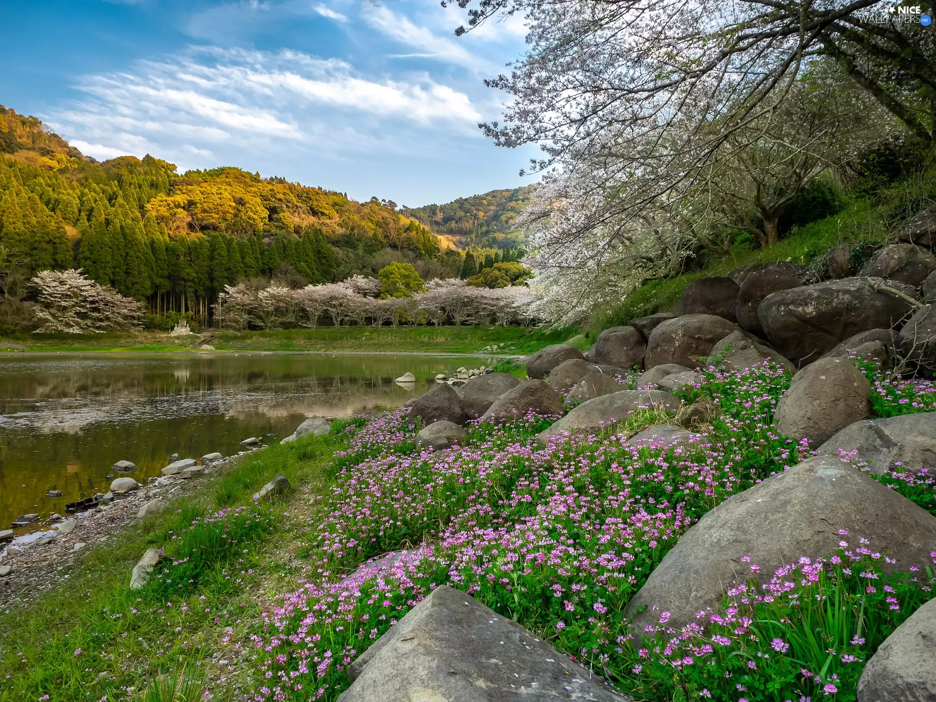 flourishing, Stones, viewes, Flowers, Pond - car, trees, Spring