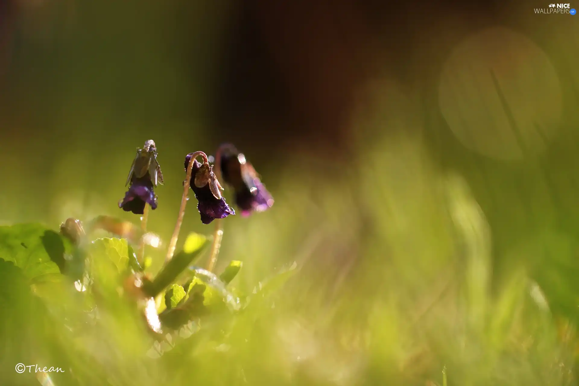 Violets, Flowers, Spring, fragrant