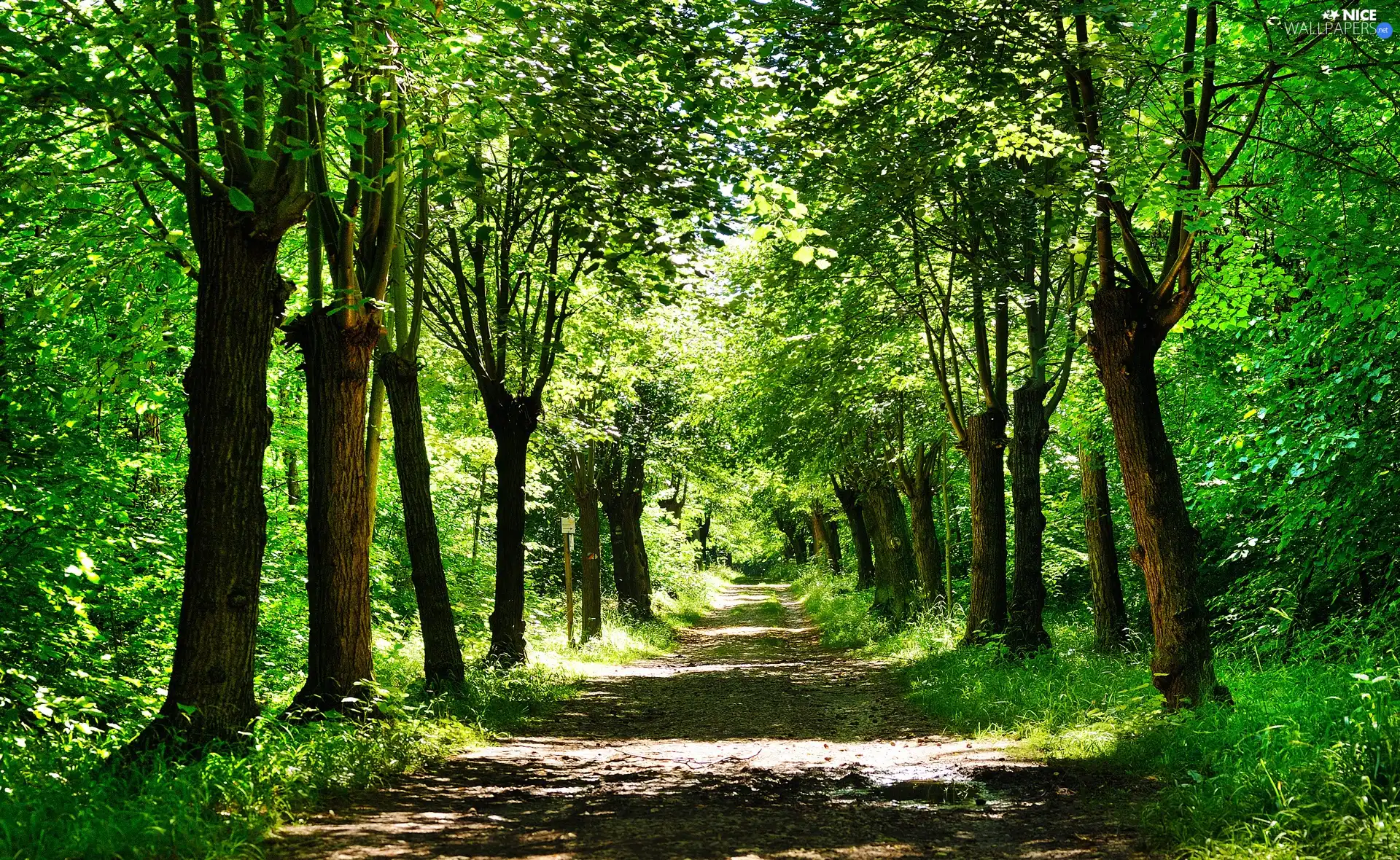 Spring, Park, Way
