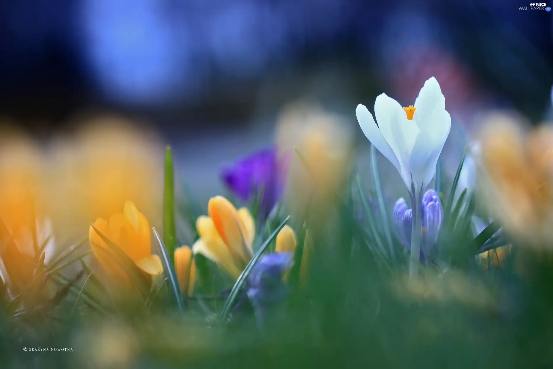 White, Colourfull Flowers, Spring, crocus