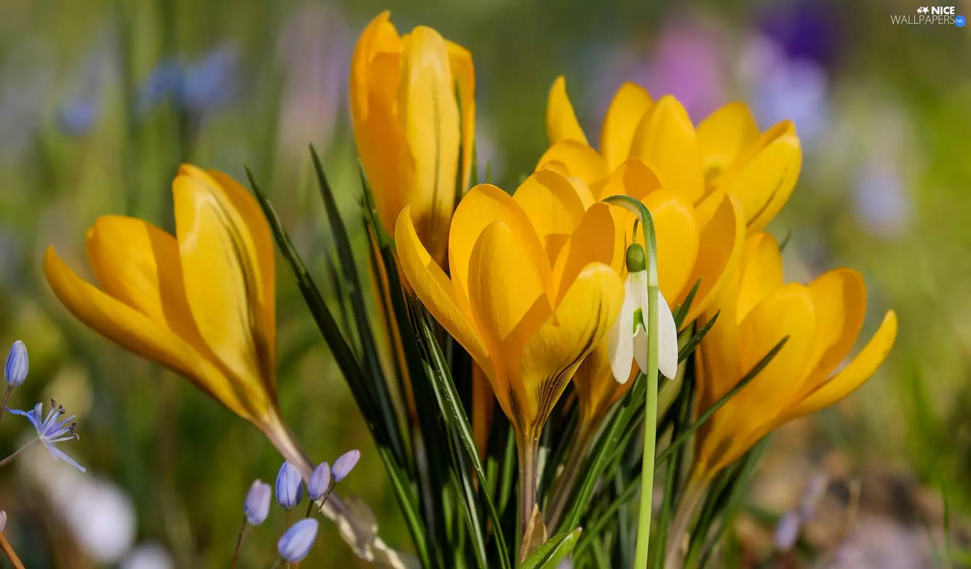 Snowdrop, Spring, Yellow, Flowers, crocuses