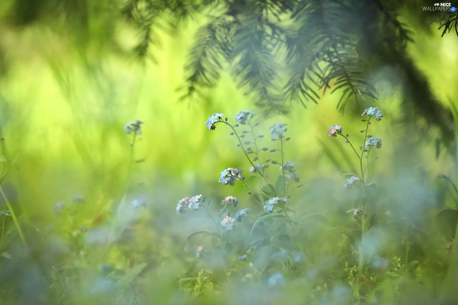 spruce, Forget, Flowers