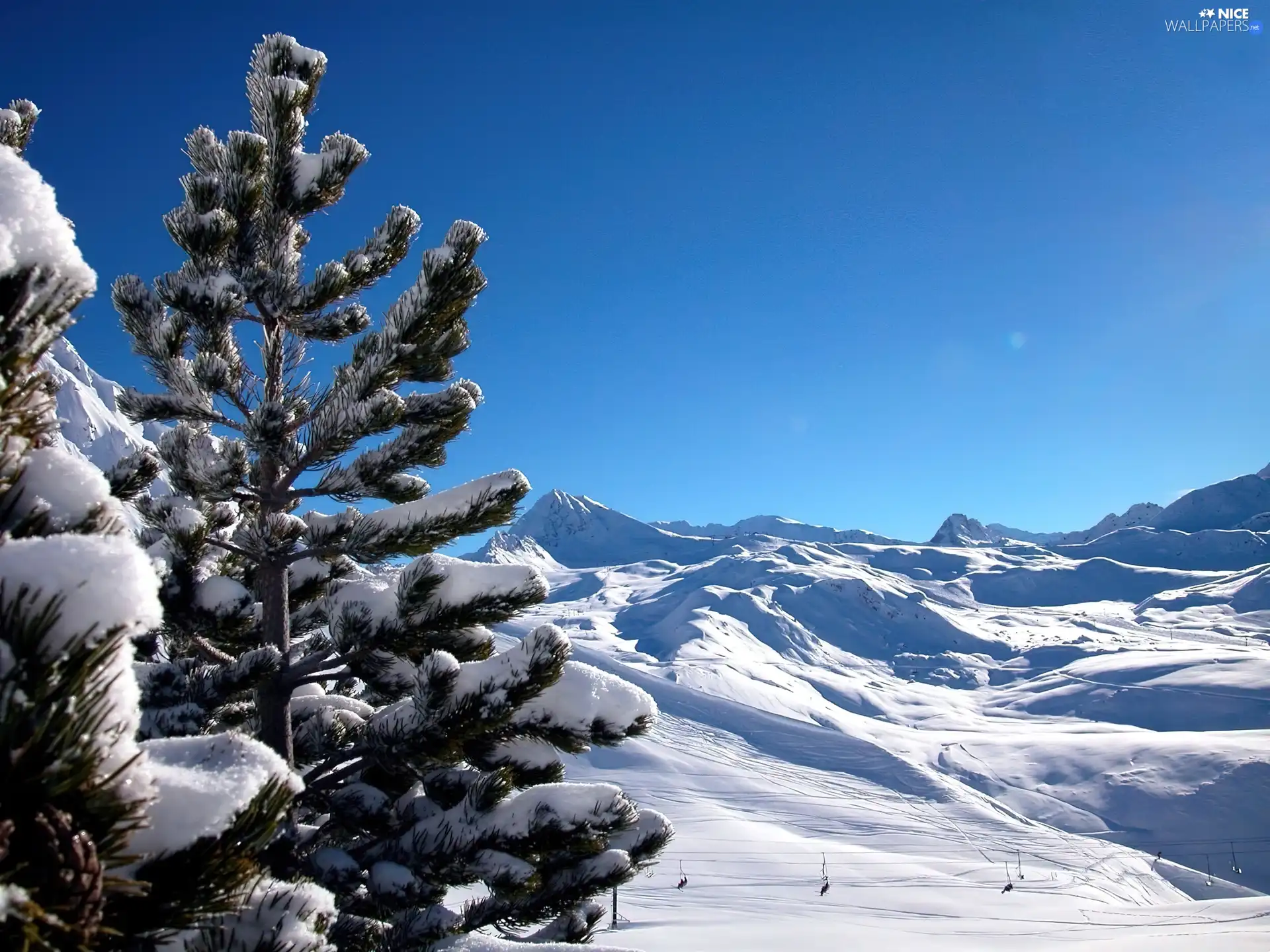 spruce, winter, Mountains