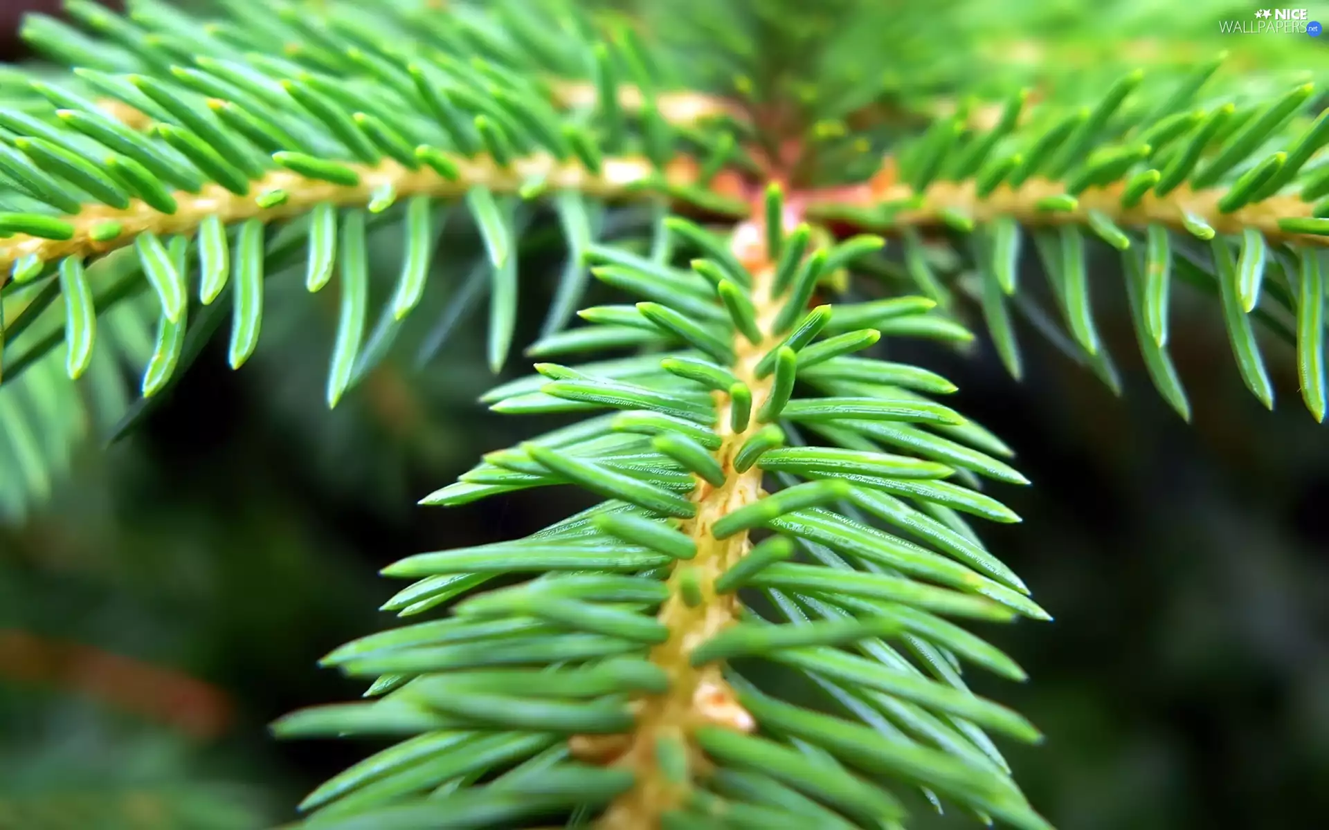 spruce, needle, stalk