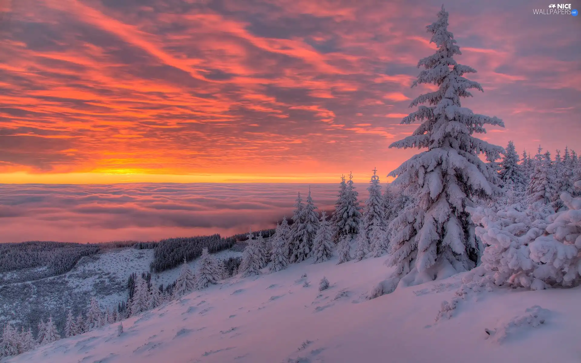 Snowy, snow, Fog, Spruces, winter, Mountains, Sunrise