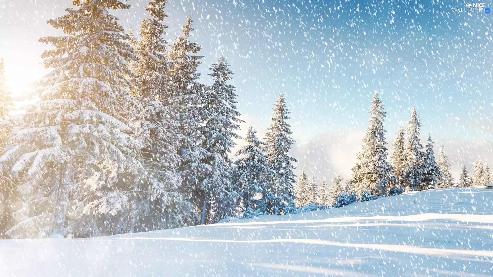 Snowy, Spruces, incident, snow, winter