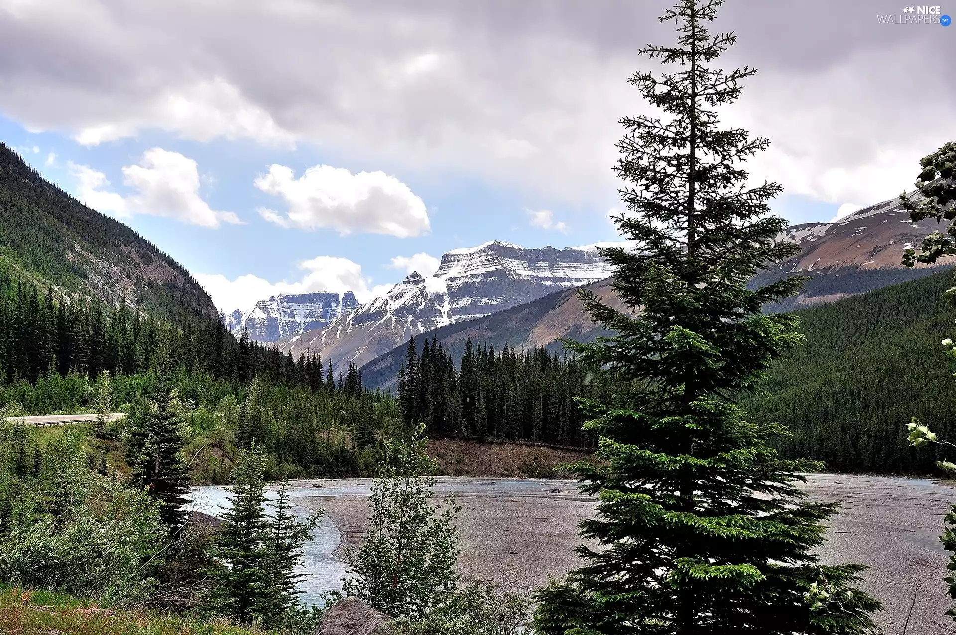 Spruces, lake, Mountains