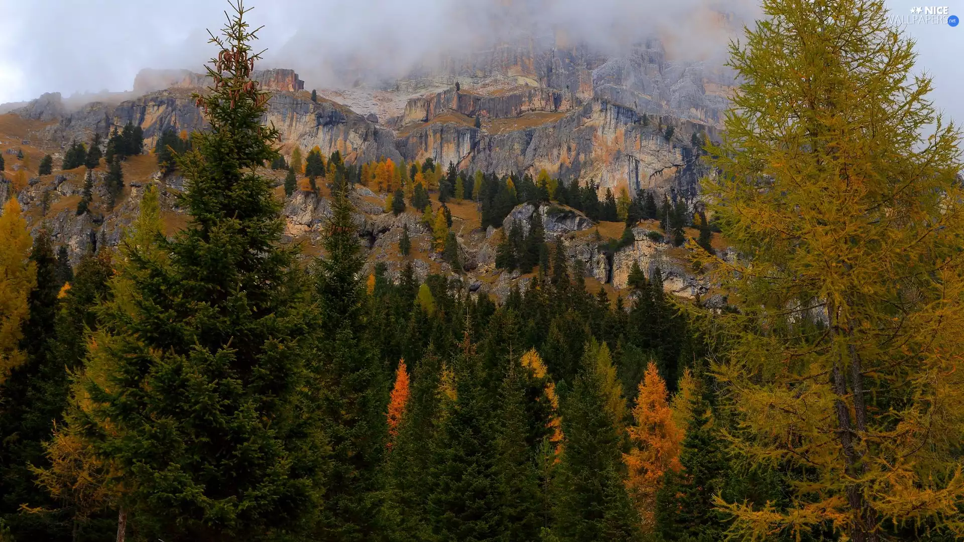 Fog, Mountains, viewes, Spruces, trees, rocks