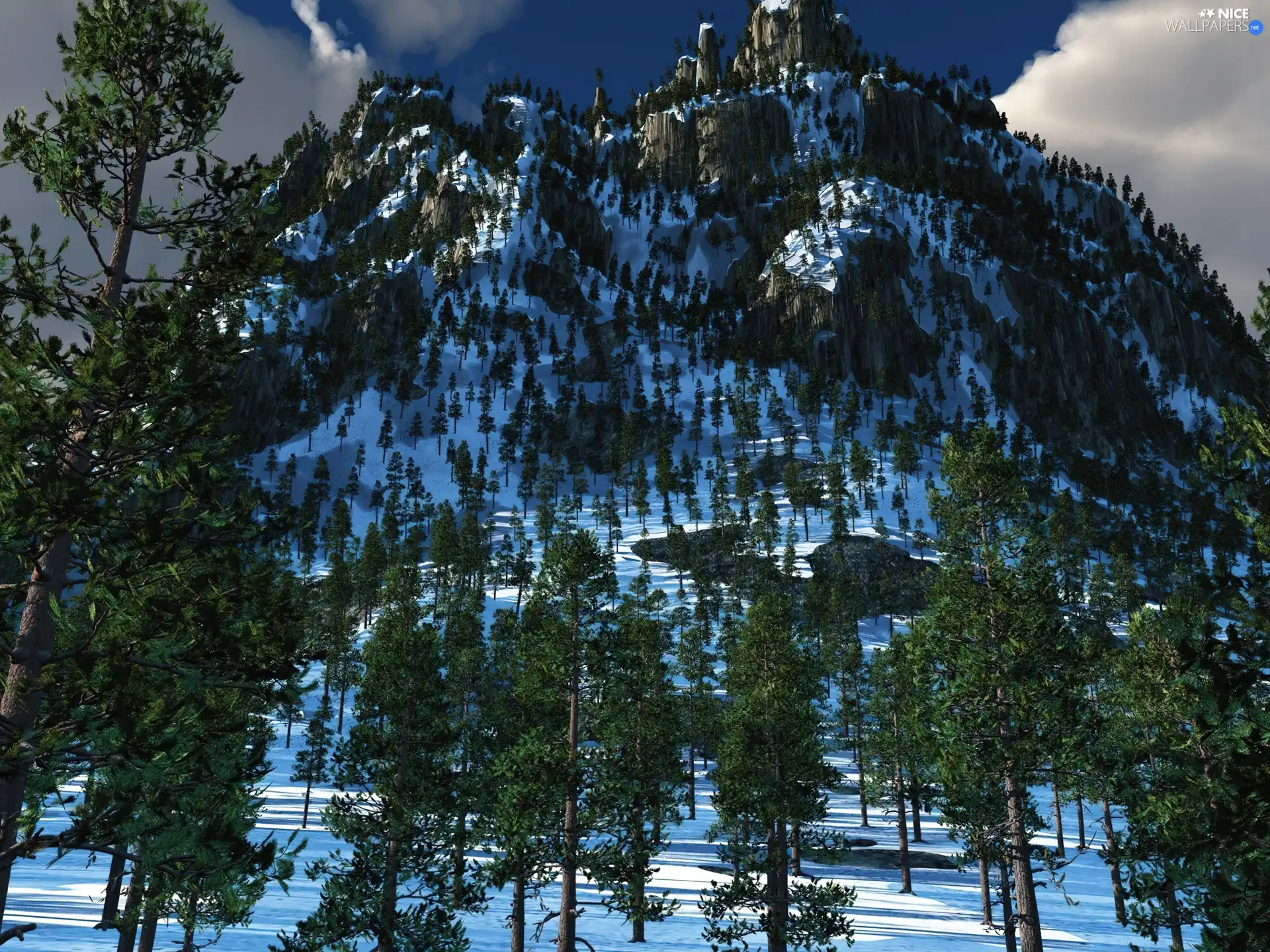 Spruces, mountains, snow