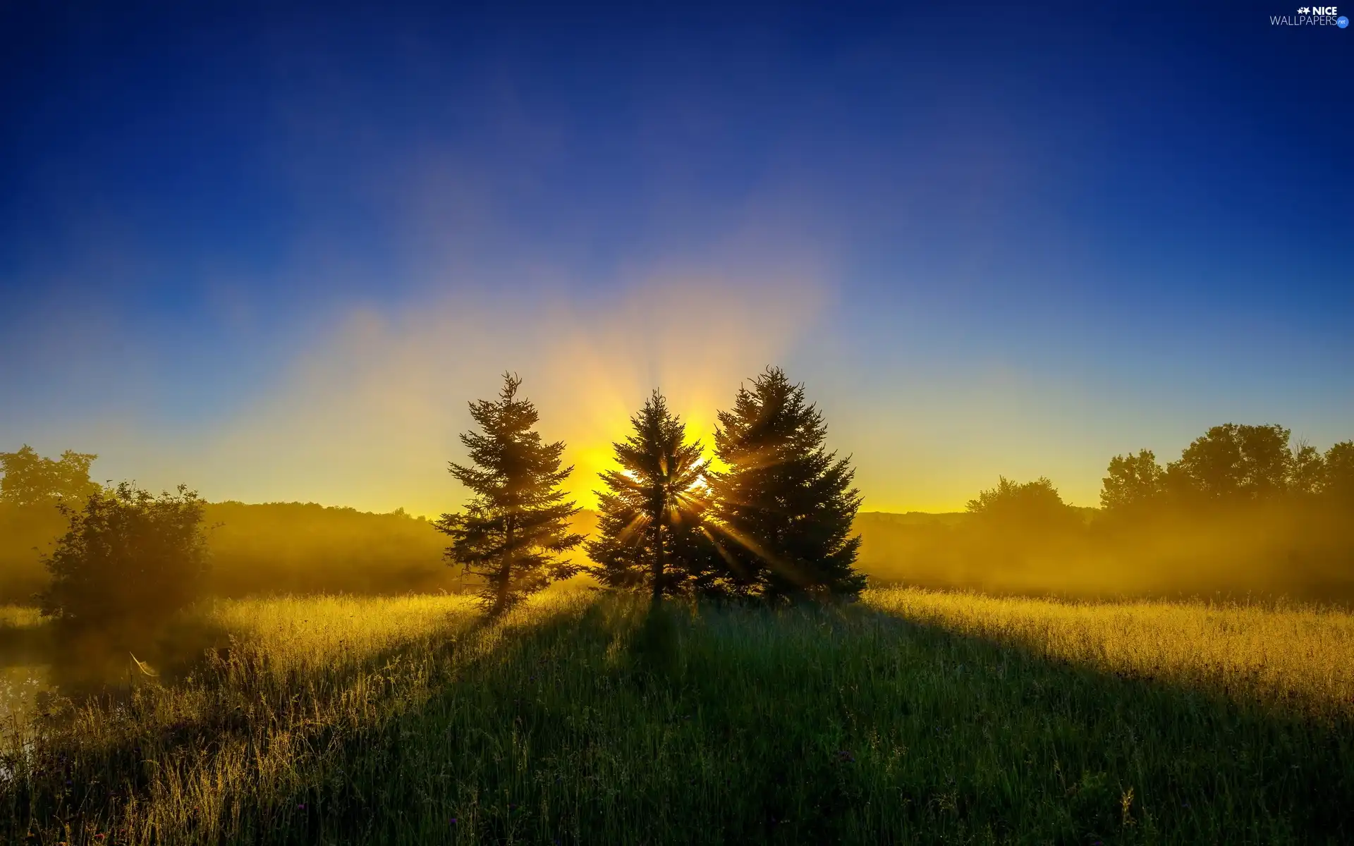 Spruces, rays, sun