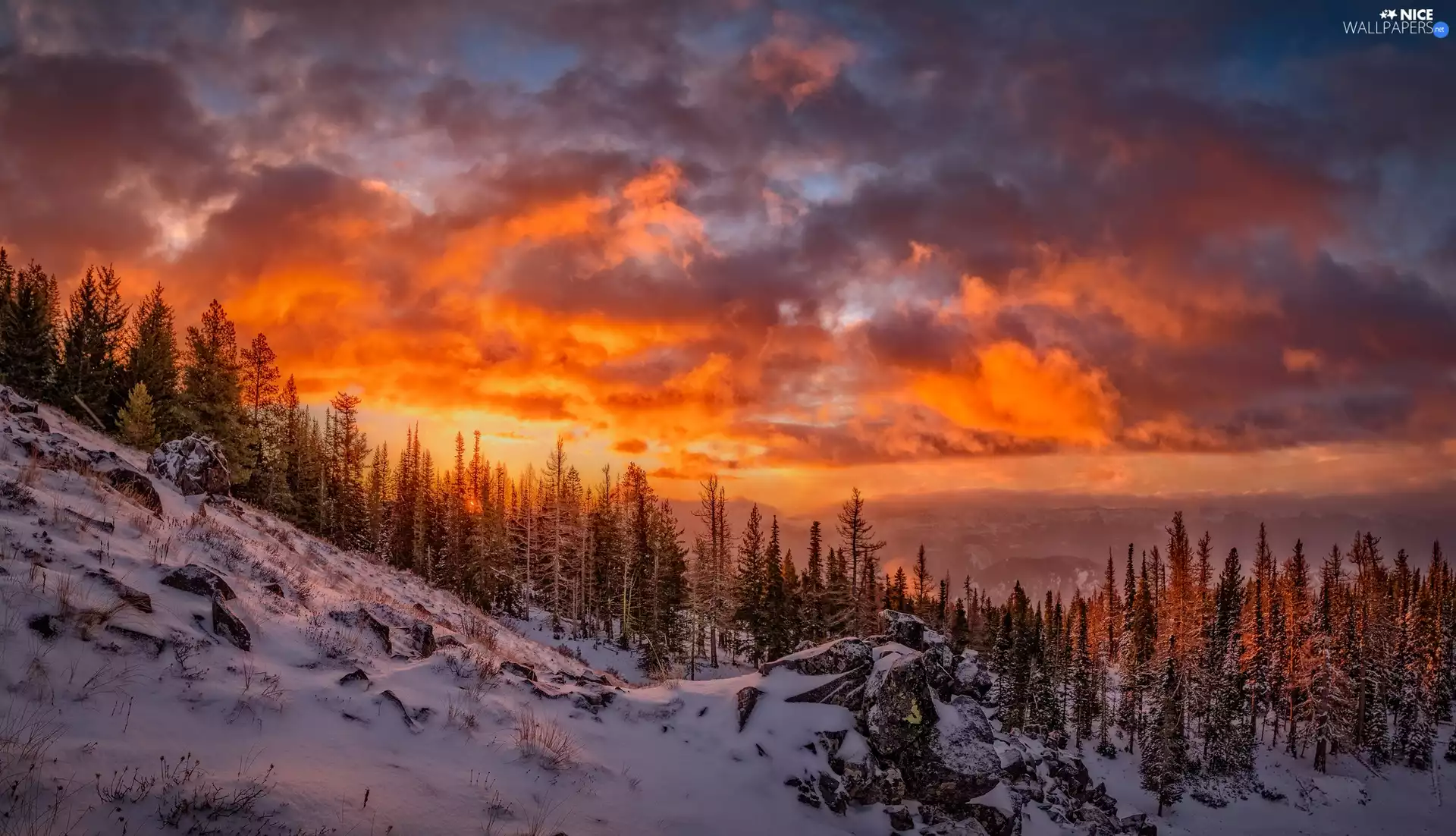 Snowy, Great Sunsets, viewes, clouds, winter, trees, Spruces