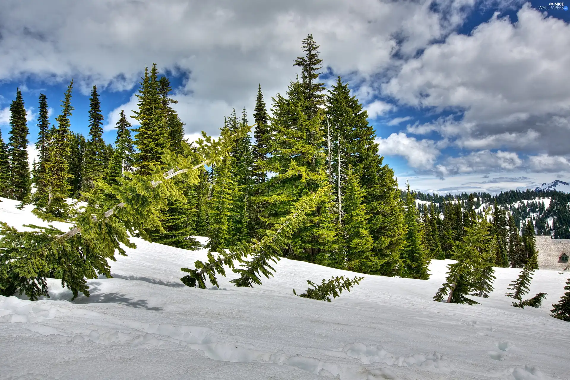 winter, green ones, Spruces, woods