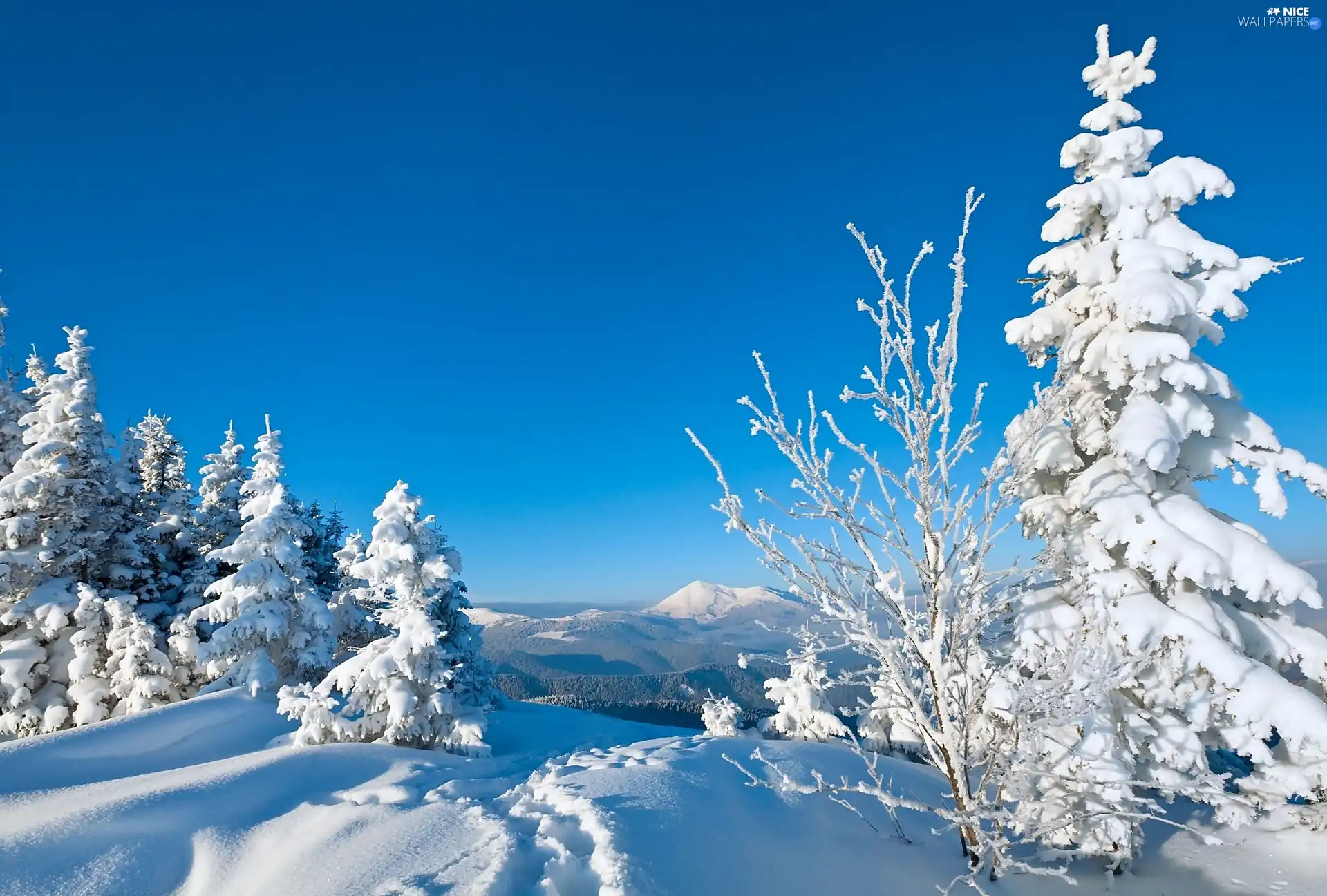 winter, Snowy, Spruces, Mountains