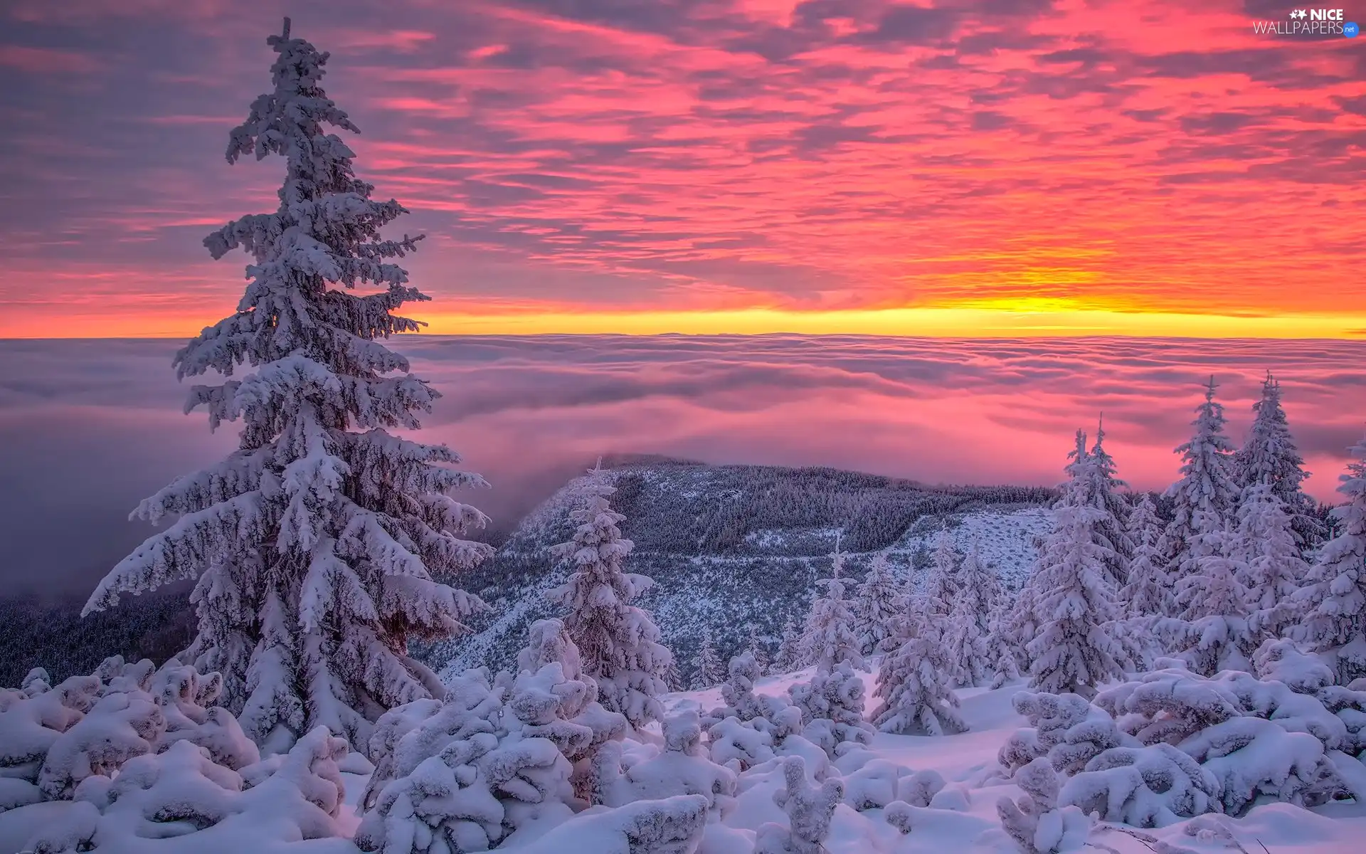 Mountains, Spruces, winter, snow, Sunrise