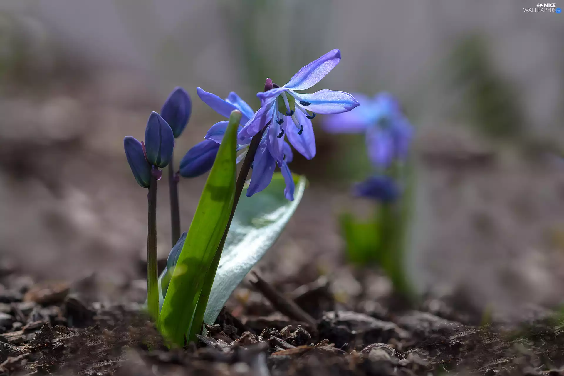 squill, Flower, blue