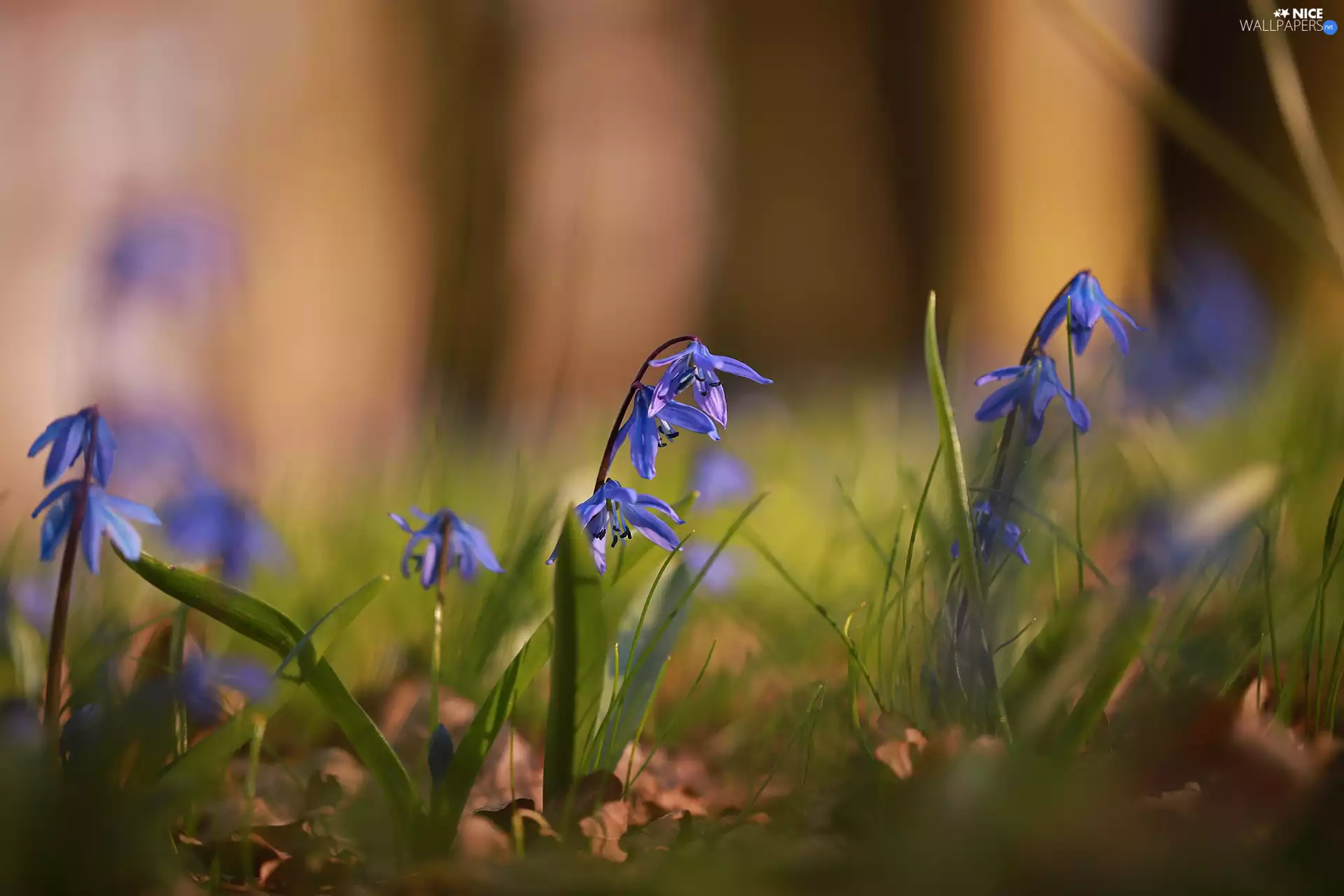 Siberian squill, Blue, Flowers, rapprochement