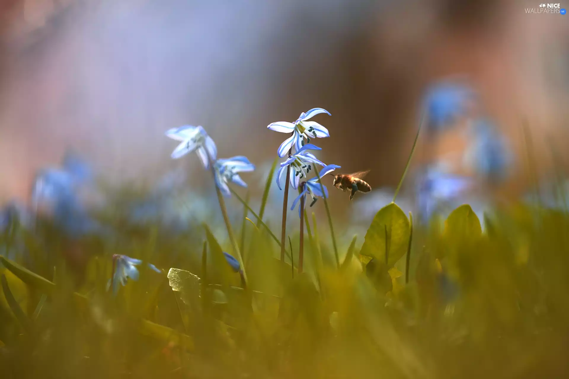 Siberian squill, Flowers, Insect, bee