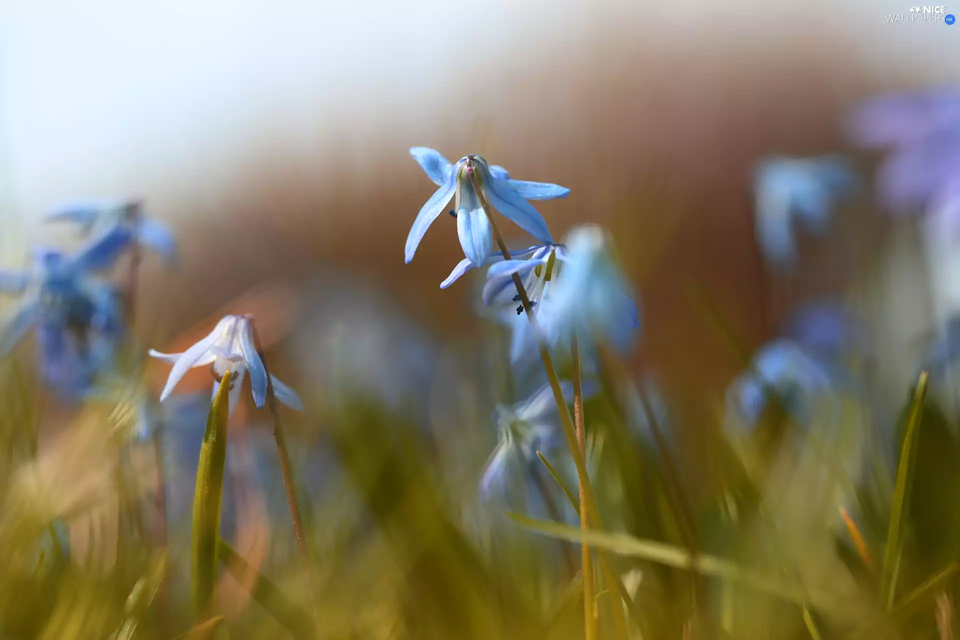 Siberian squill, Flowers, rapprochement, Blue