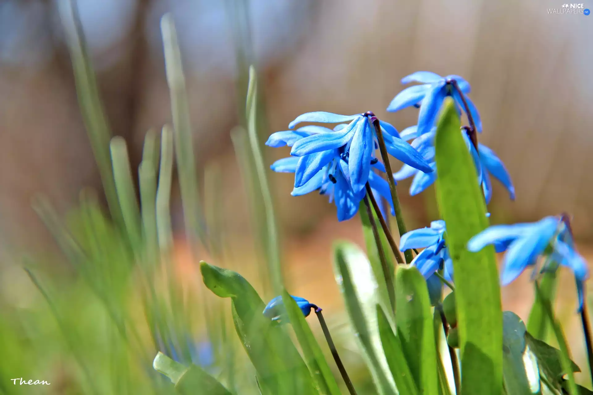 Siberian squill, Flowers, Spring, Blue