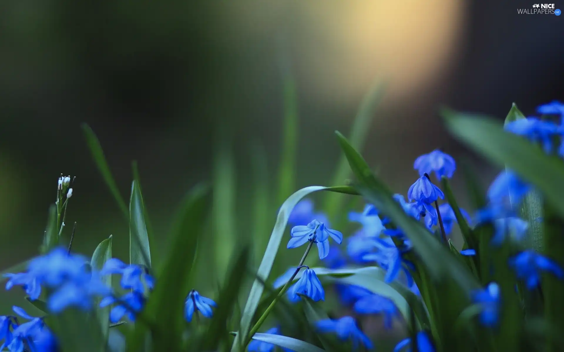 squill, Blue, Flowers