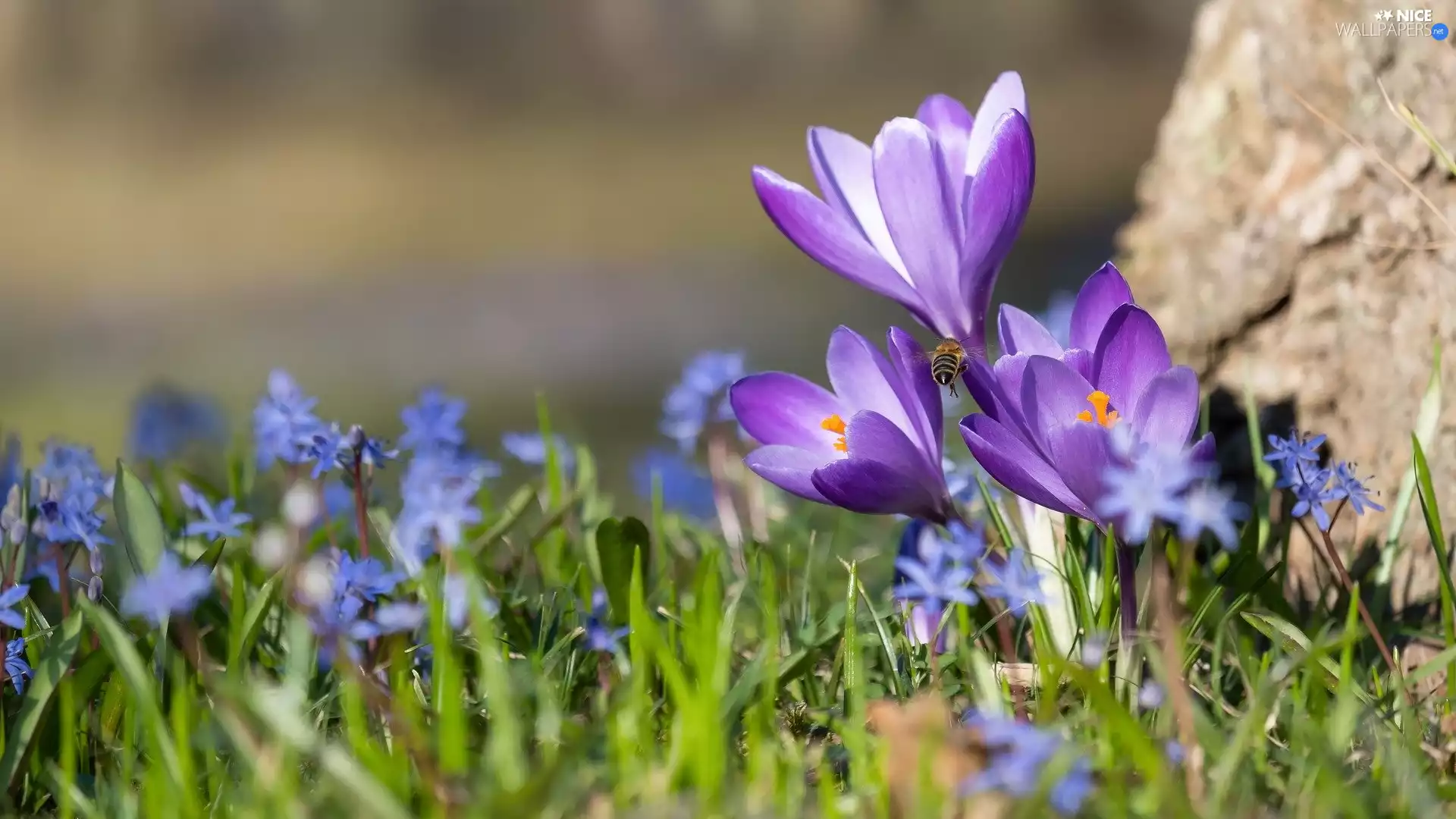 cluster, squill, purple, Flowers, crocuses