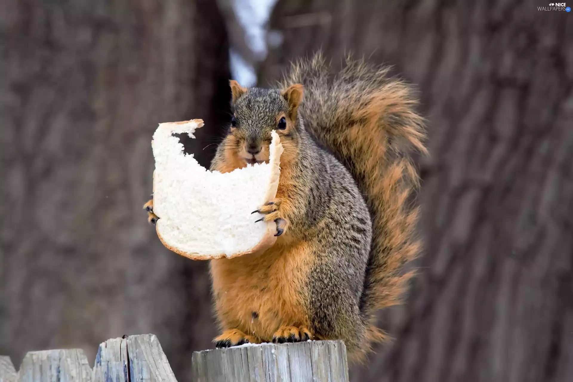 squirrel, bread