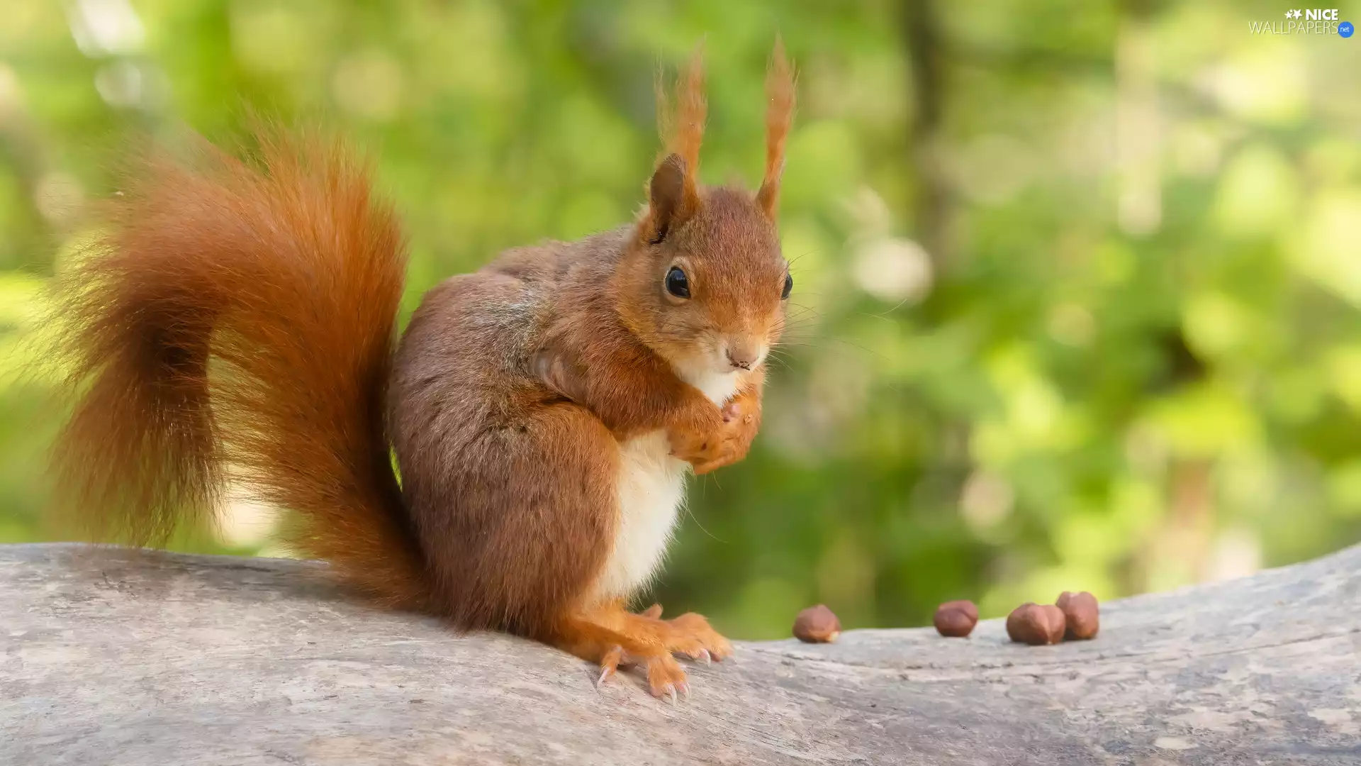 Ginger, trunk, nuts, squirrel