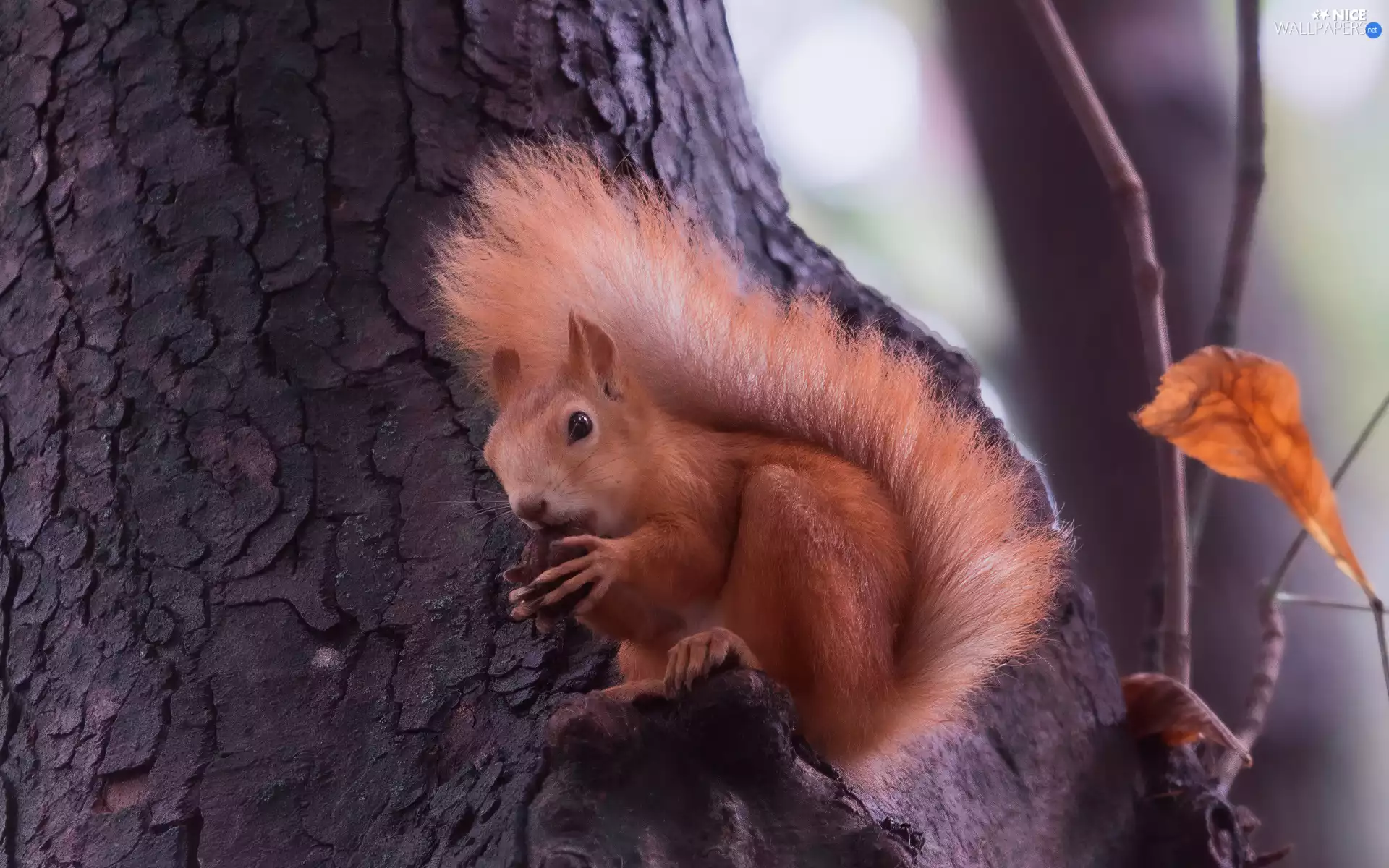 squirrel, trees, Ginger