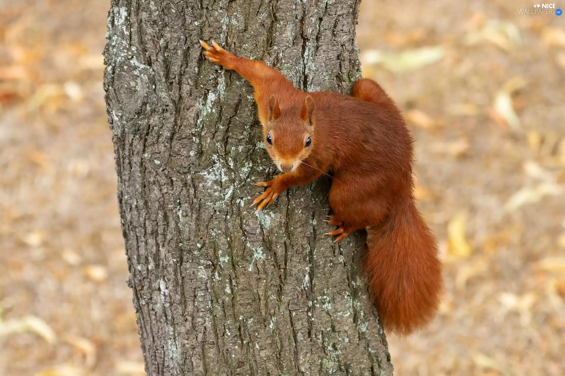 Ginger, trees, trunk, squirrel