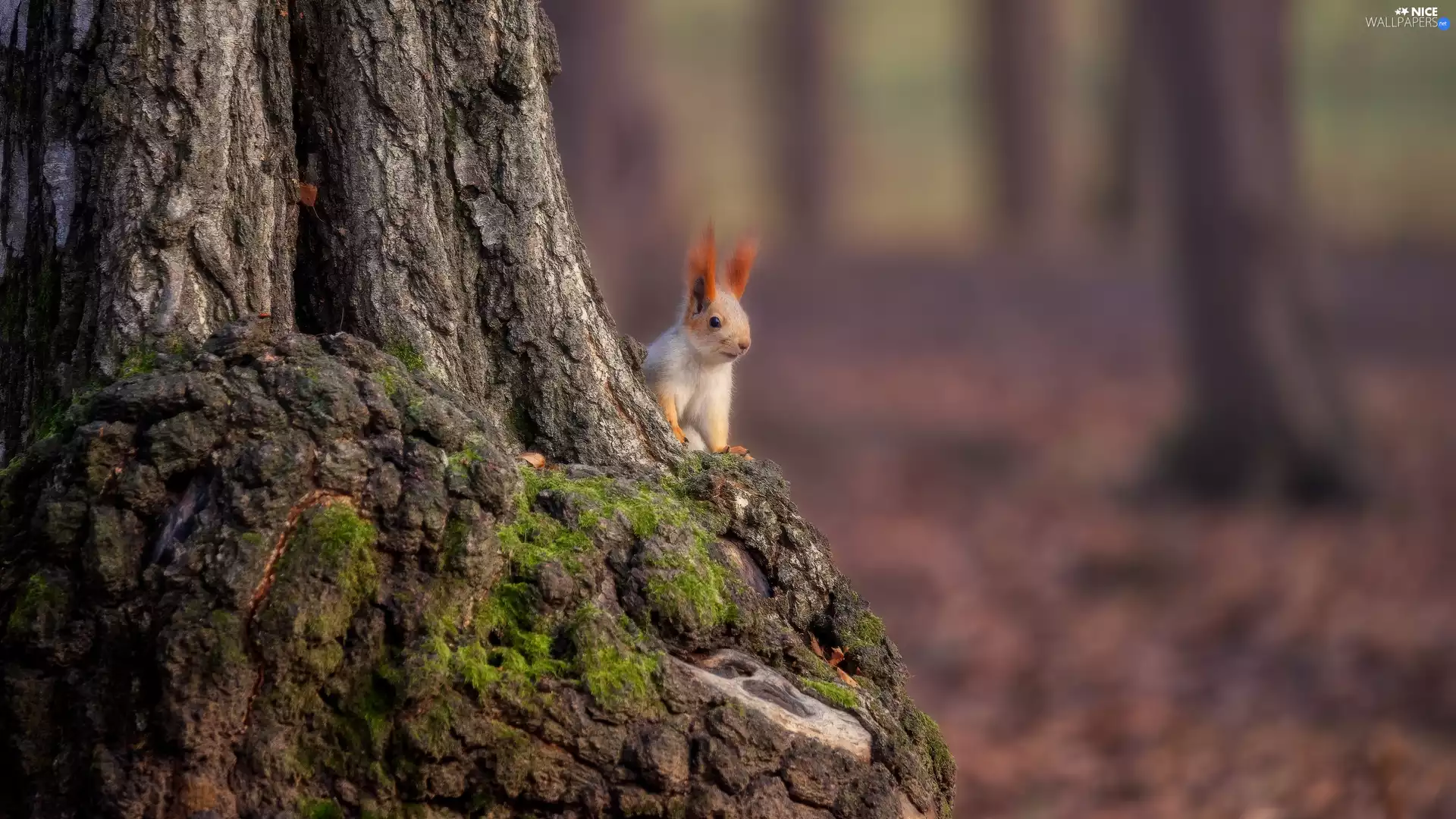 squirrel, trunk, trees
