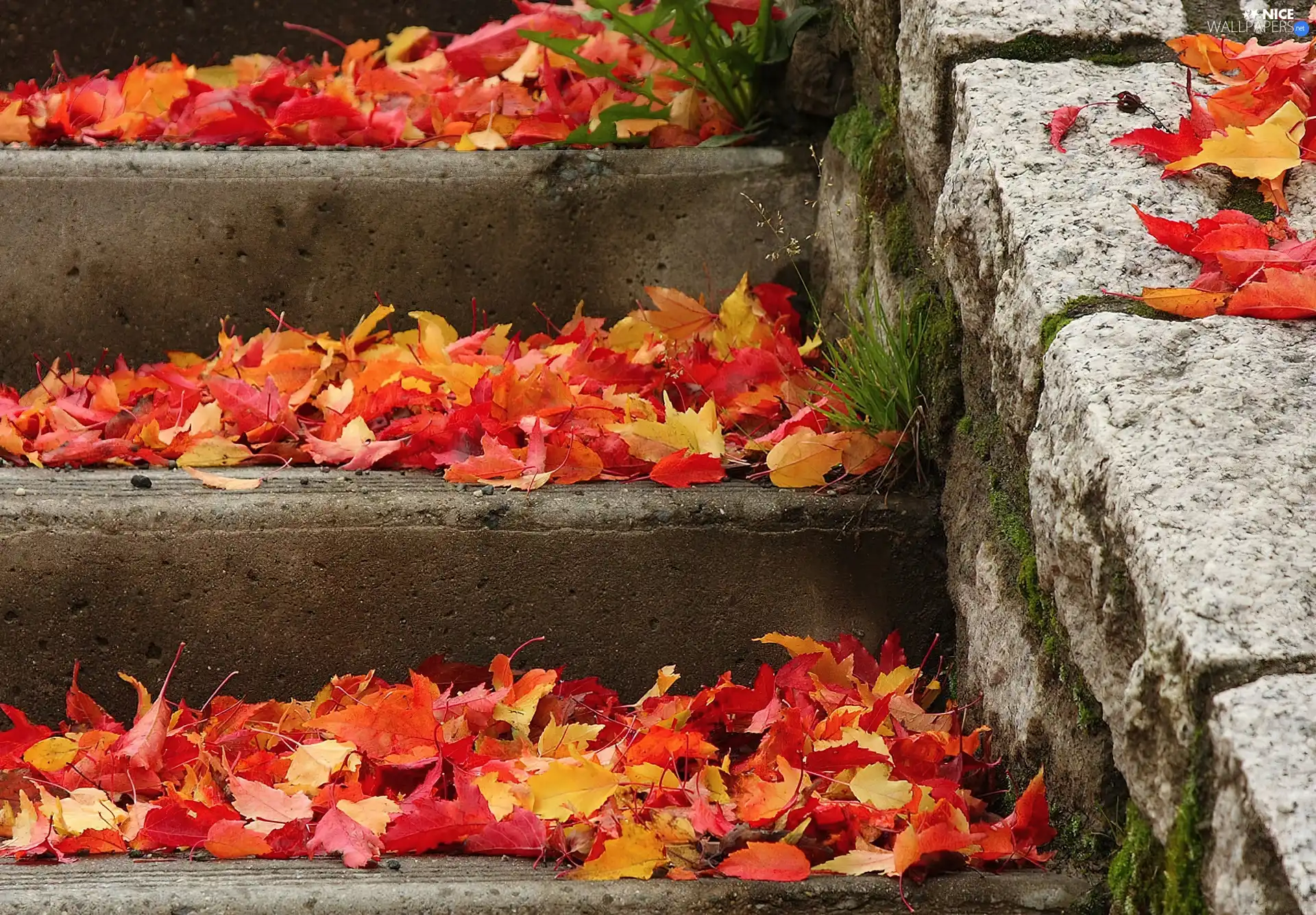 Stairs, color, Leaf