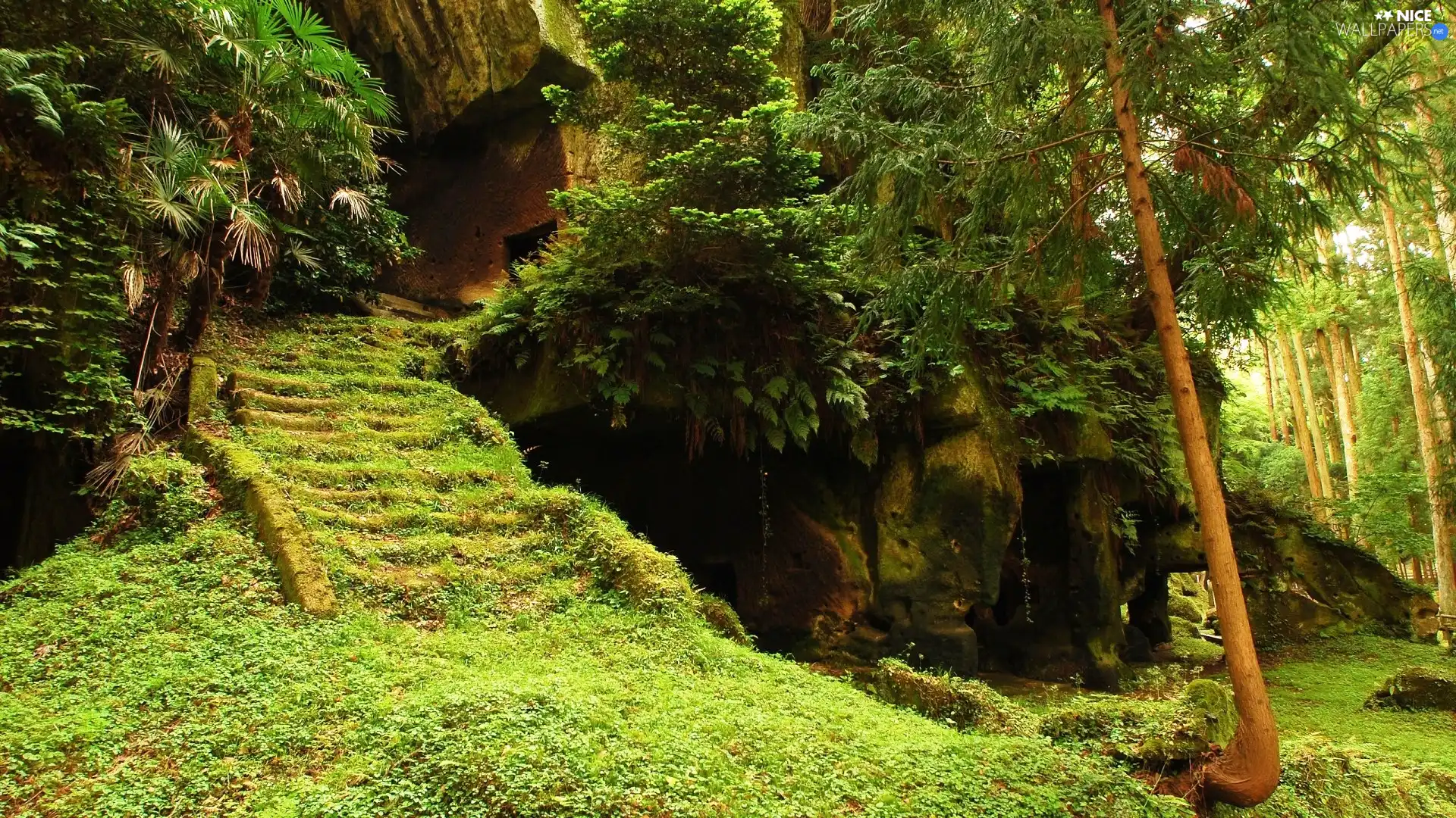 Stairs, forest, rocks