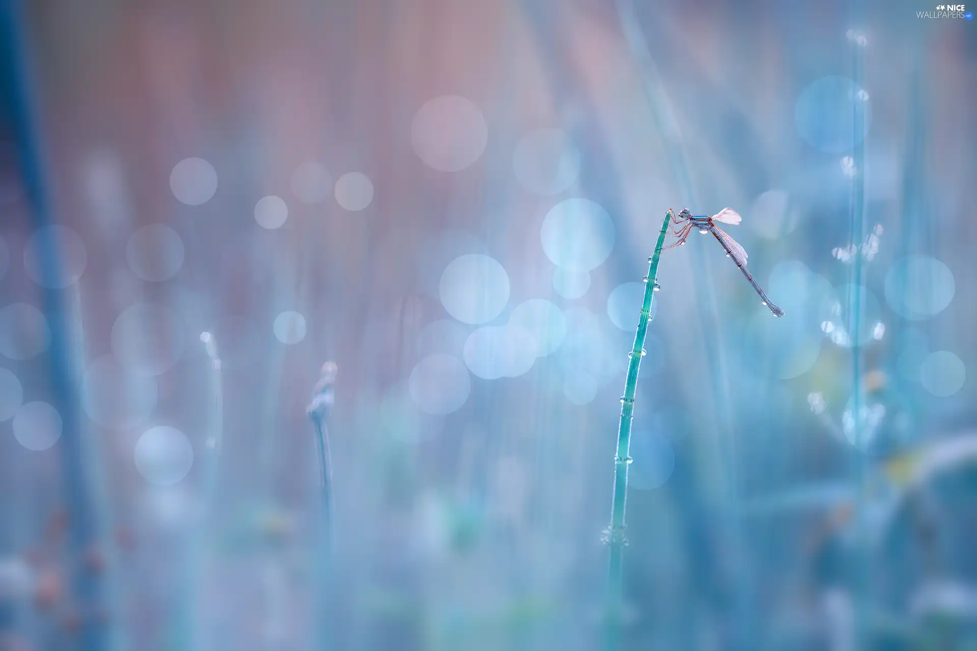 Bokeh, dragon-fly, stalk