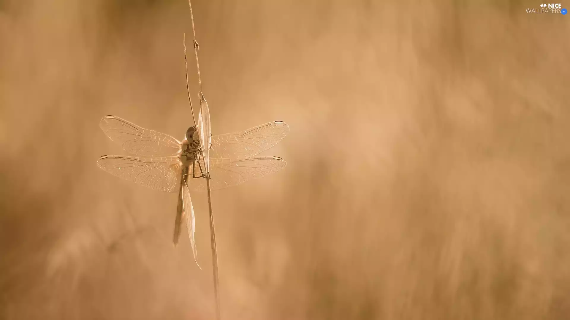 grass, dragon-fly, stalk