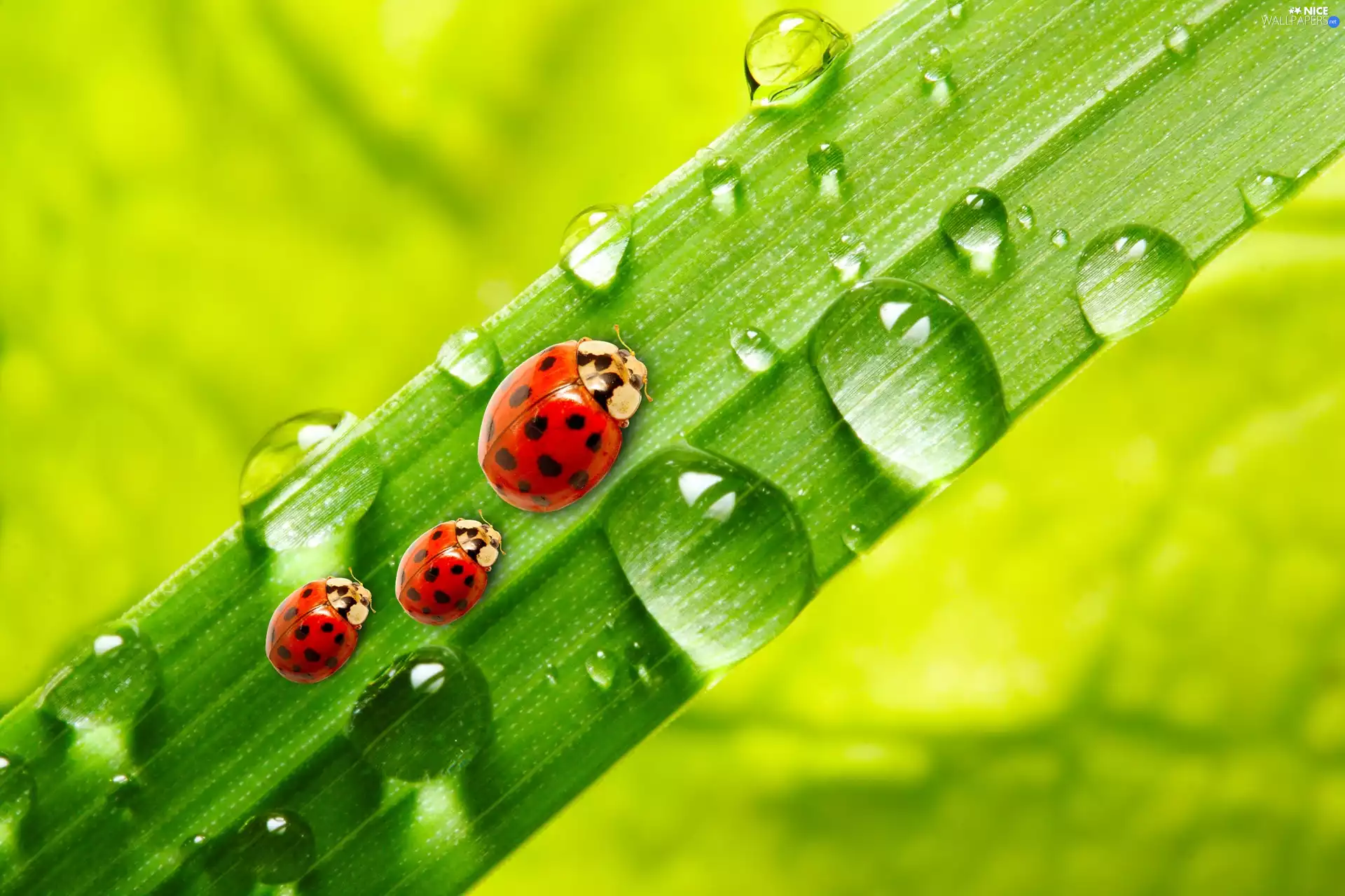 Rosy, stalk, ladybugs, drops, Three