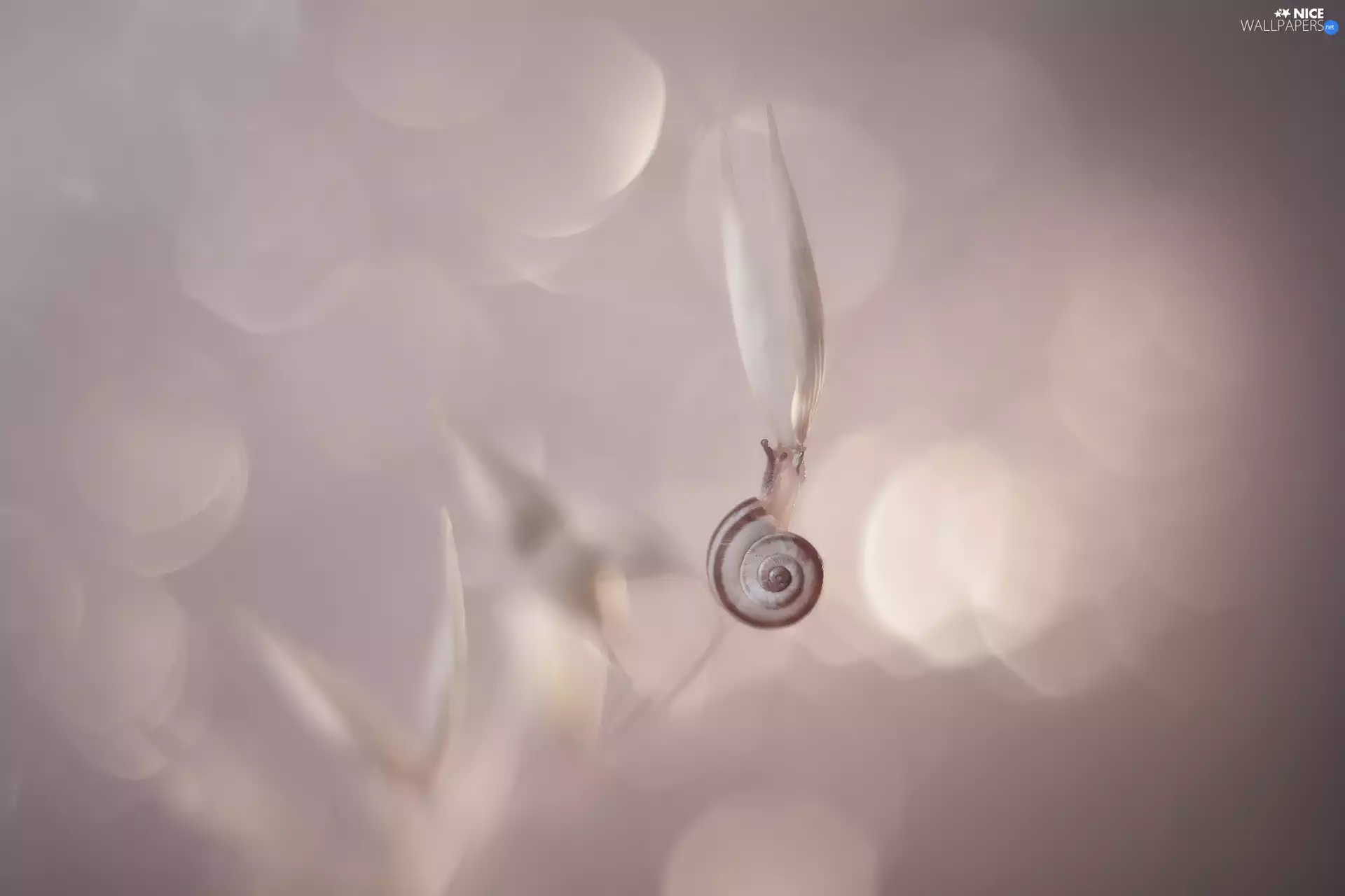 snail, grass, Close, stalk