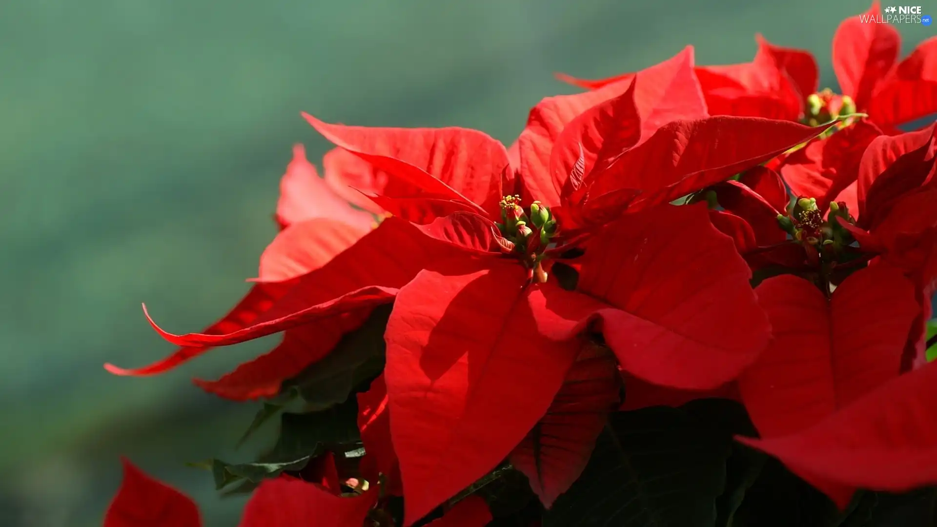 Colourfull Flowers, star of Bethlehem, poinsettia, red hot