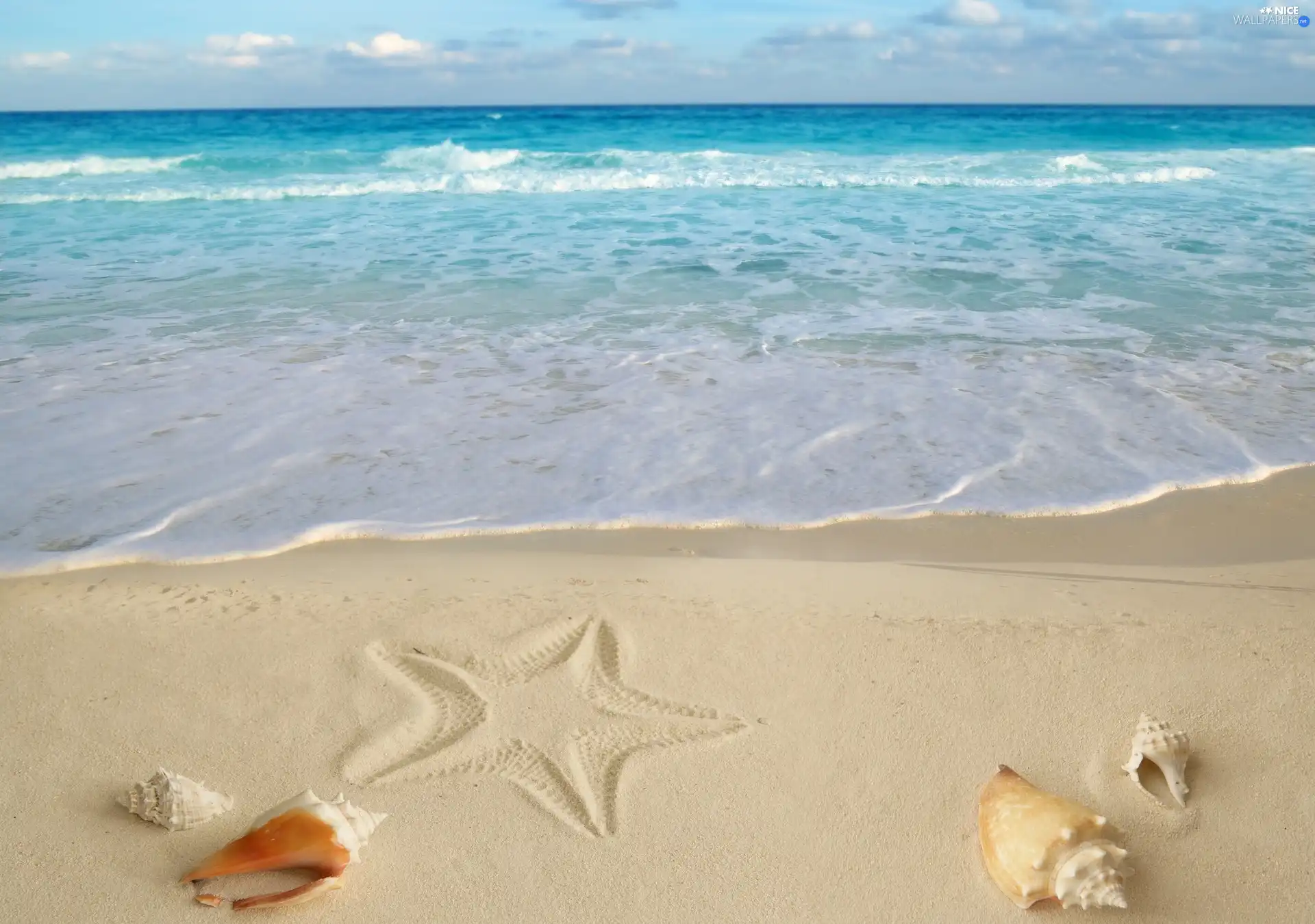 Beaches, Shells, starfish, Sand