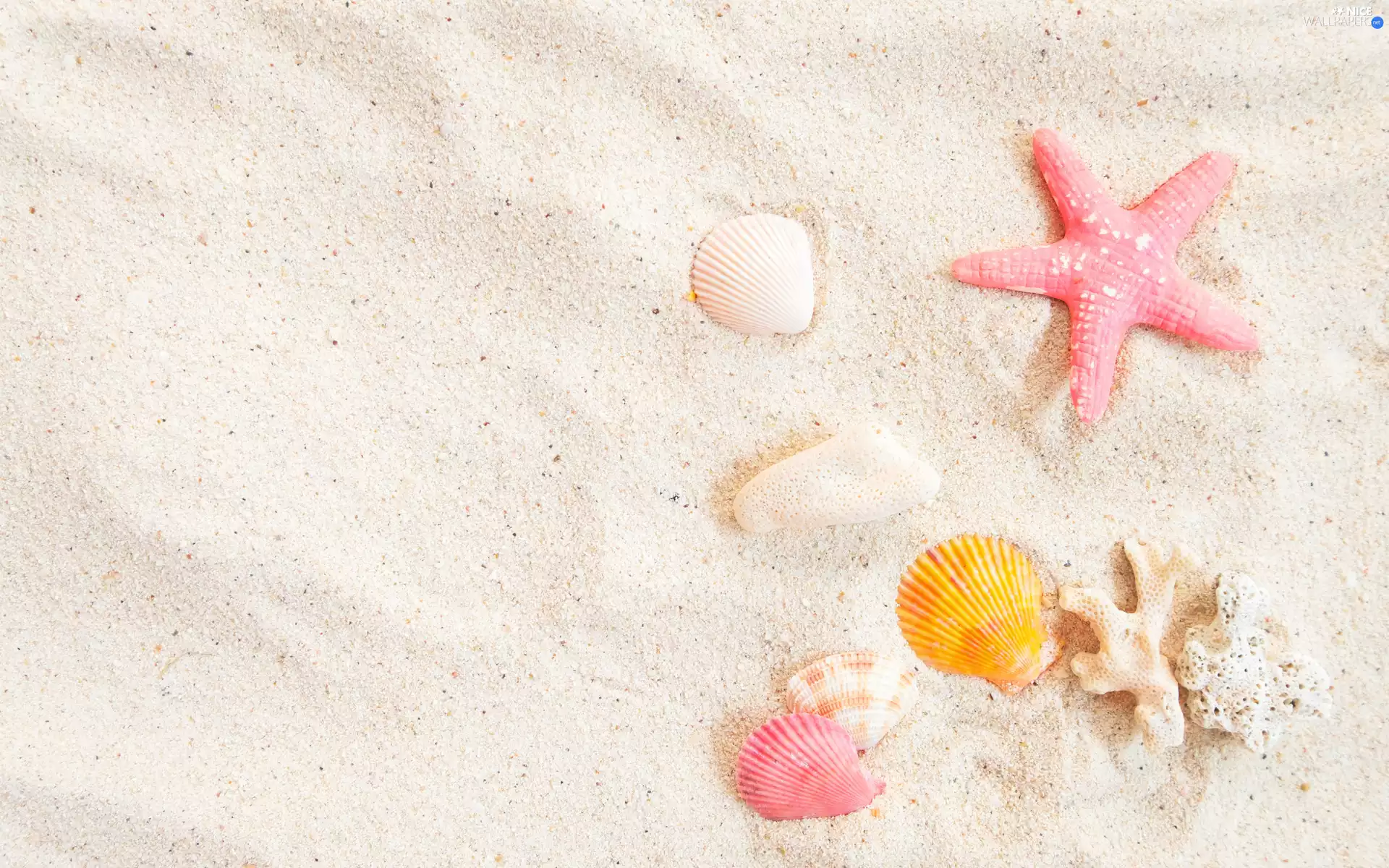 Shells, starfish, Beaches, Sand, summer