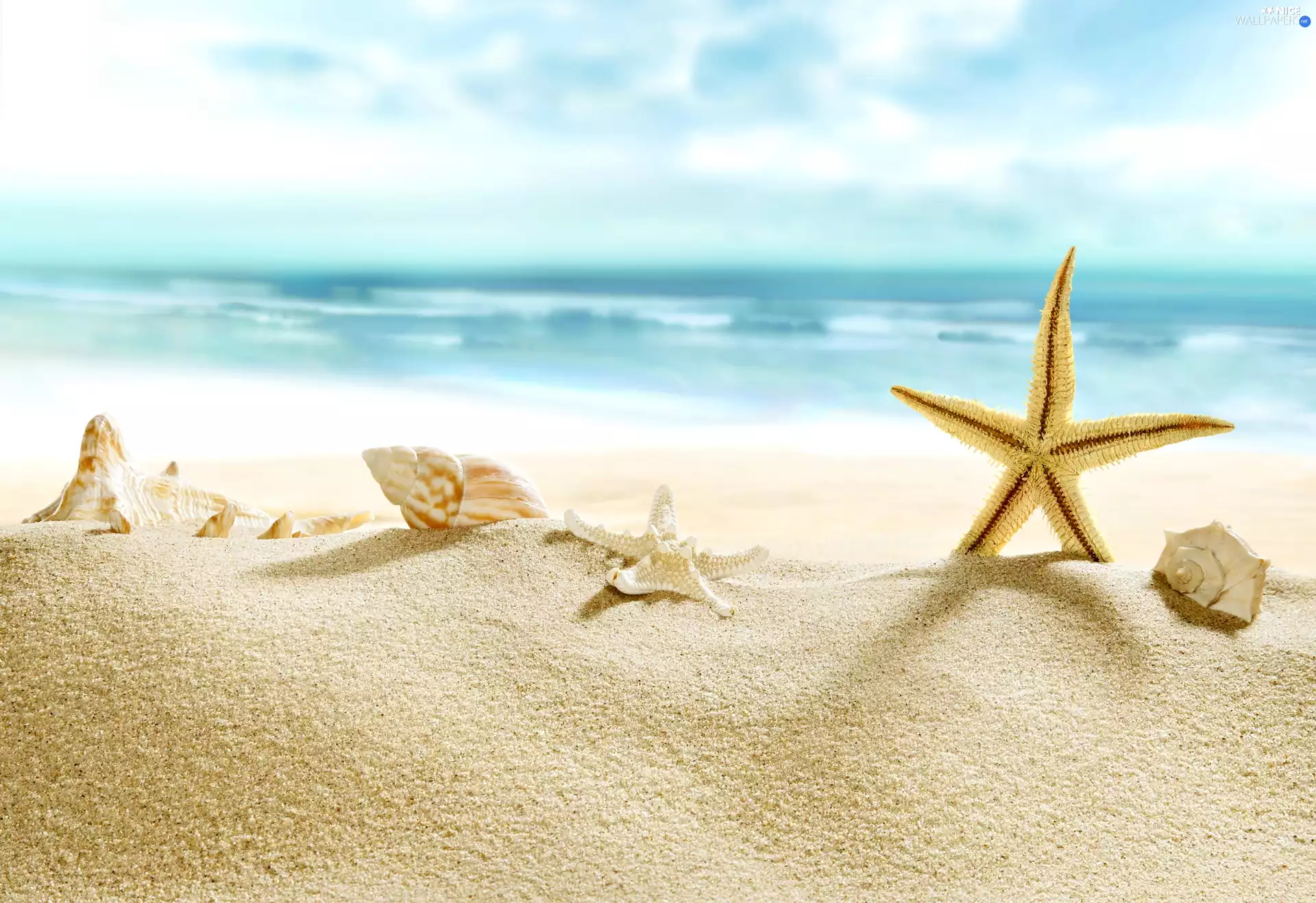 Shells, starfish, Beaches, sea, summer