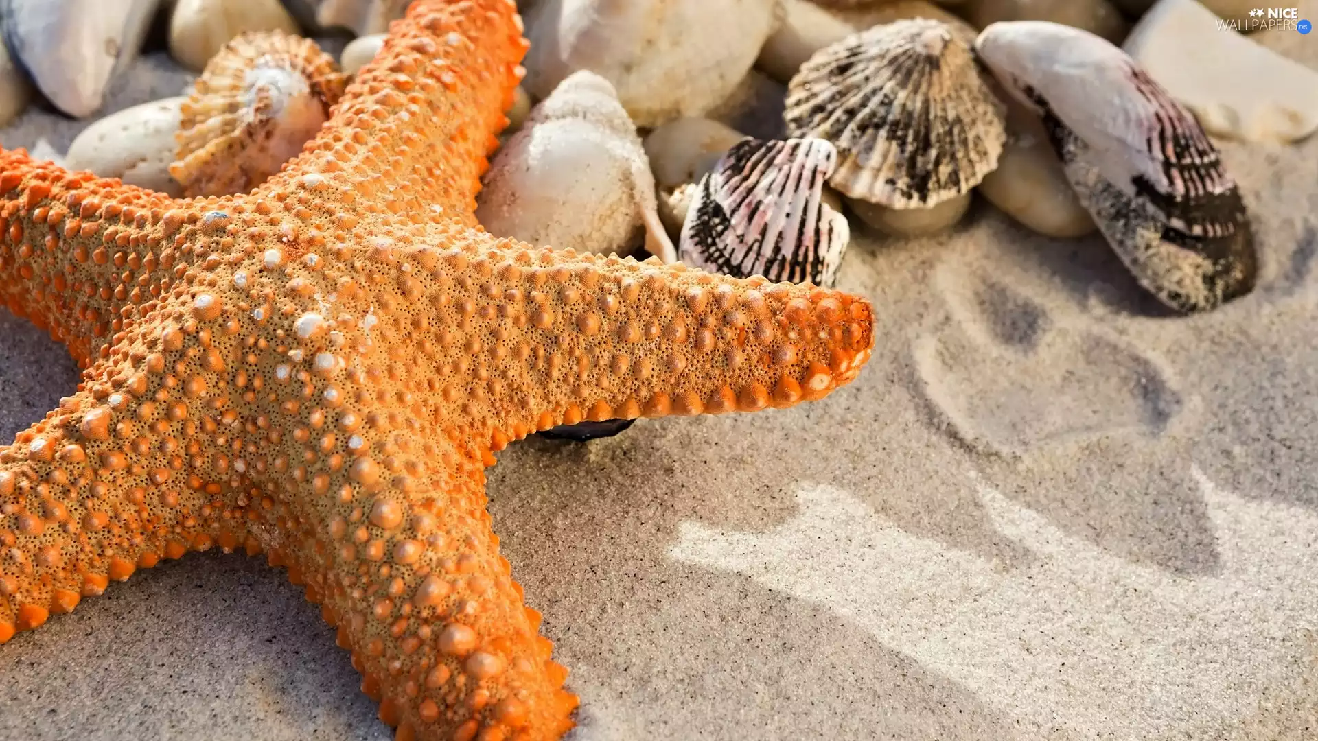 Orange, Shells, Sand, starfish