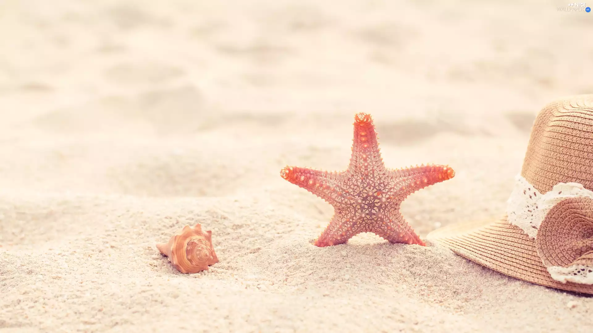 Sand, shell, Hat, starfish
