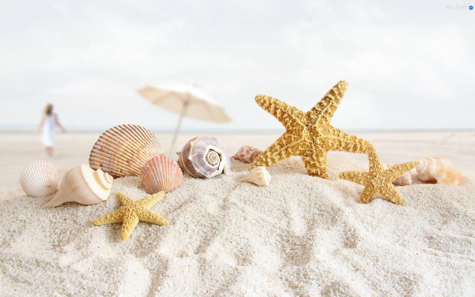 starfish, Beaches, Shells