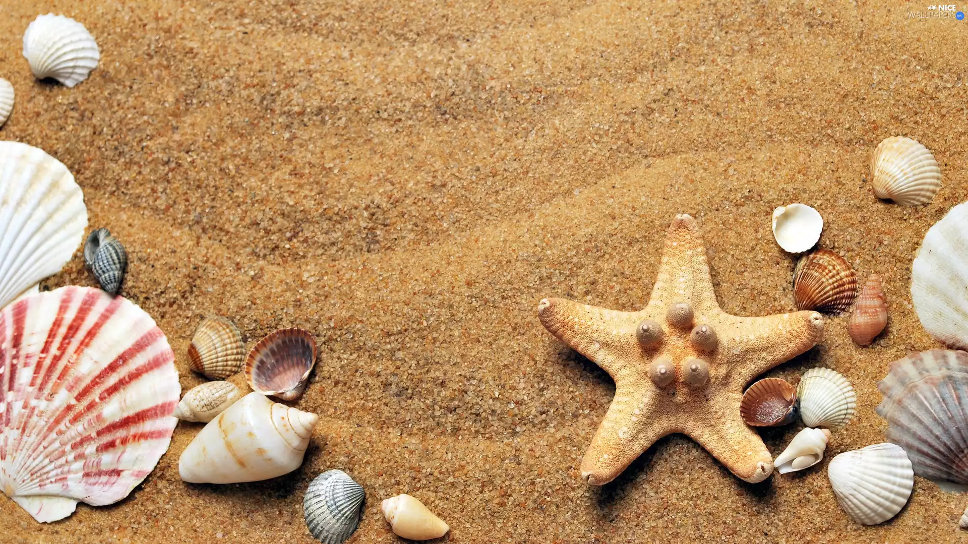 Shells, Sand, composition, starfish