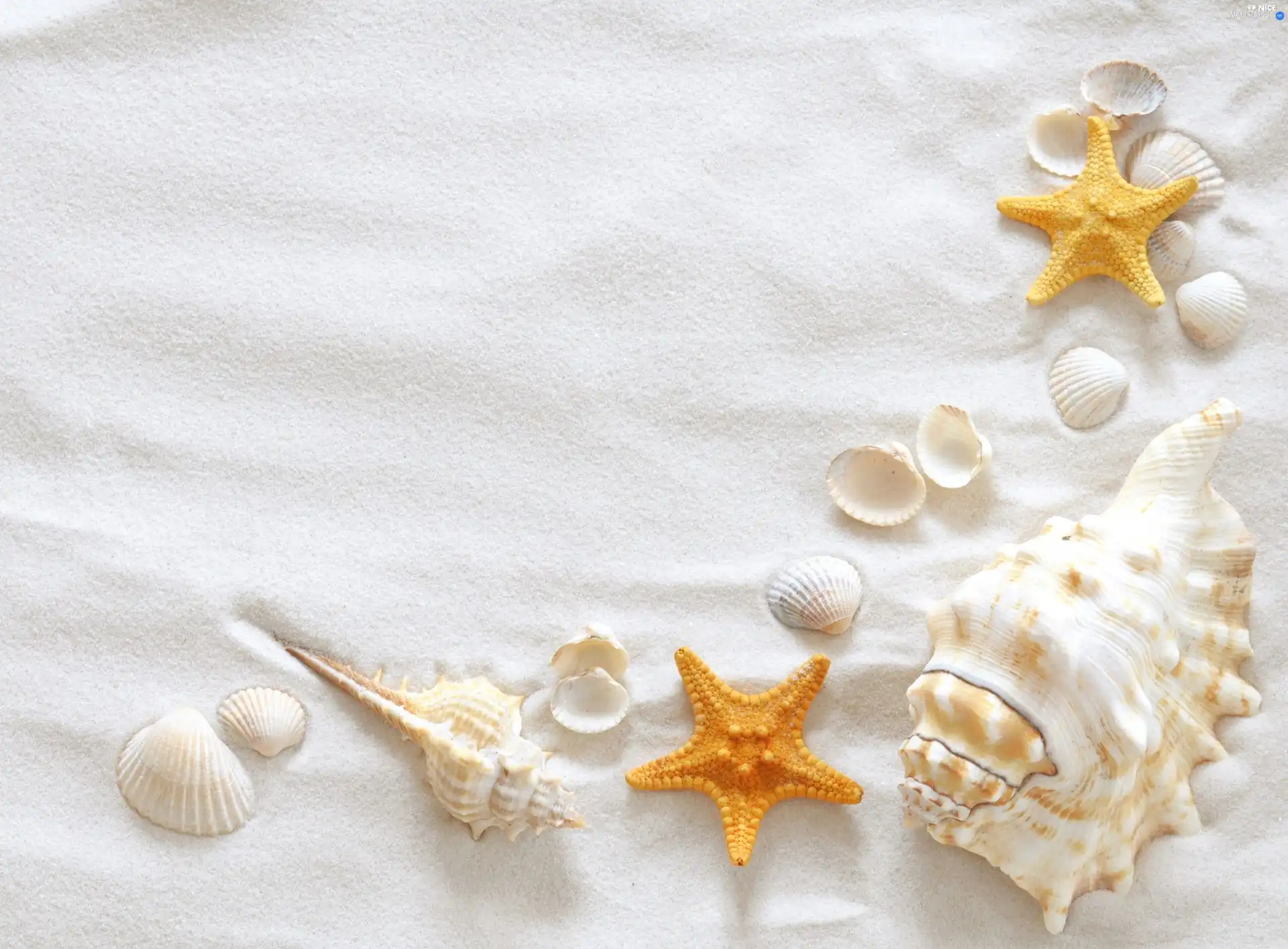 starfish, Sand, Shells