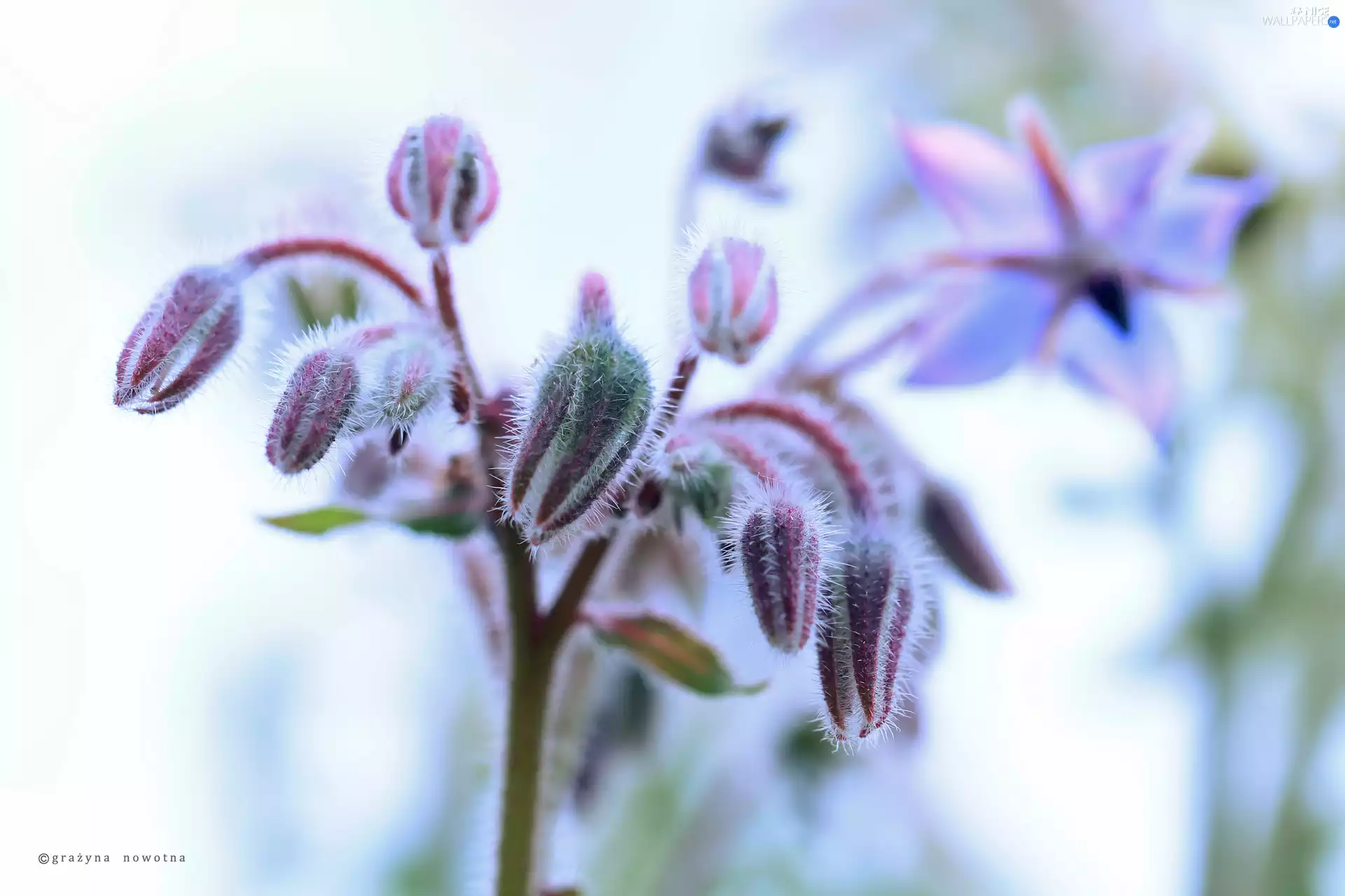 Starflower, Flowers, Buds