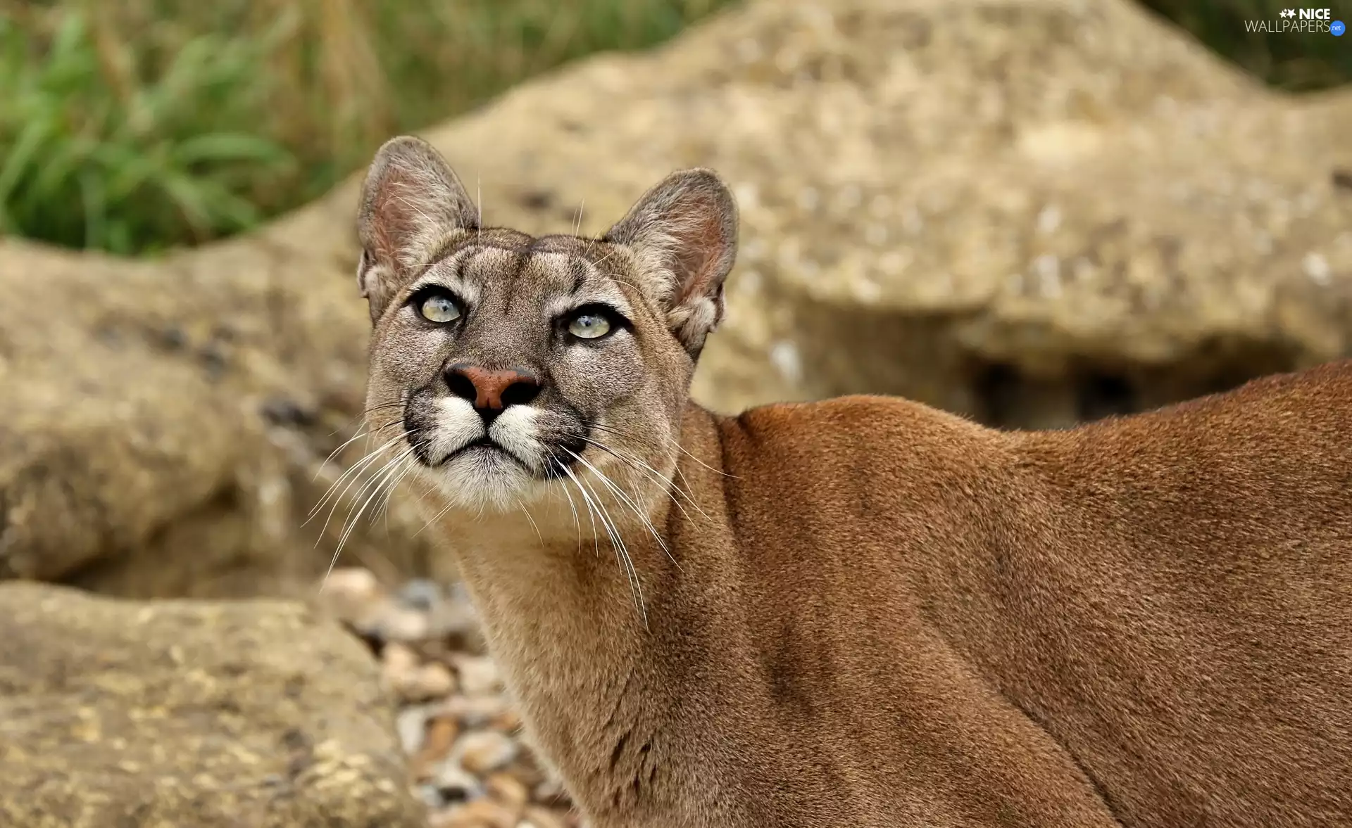 staring, cougar