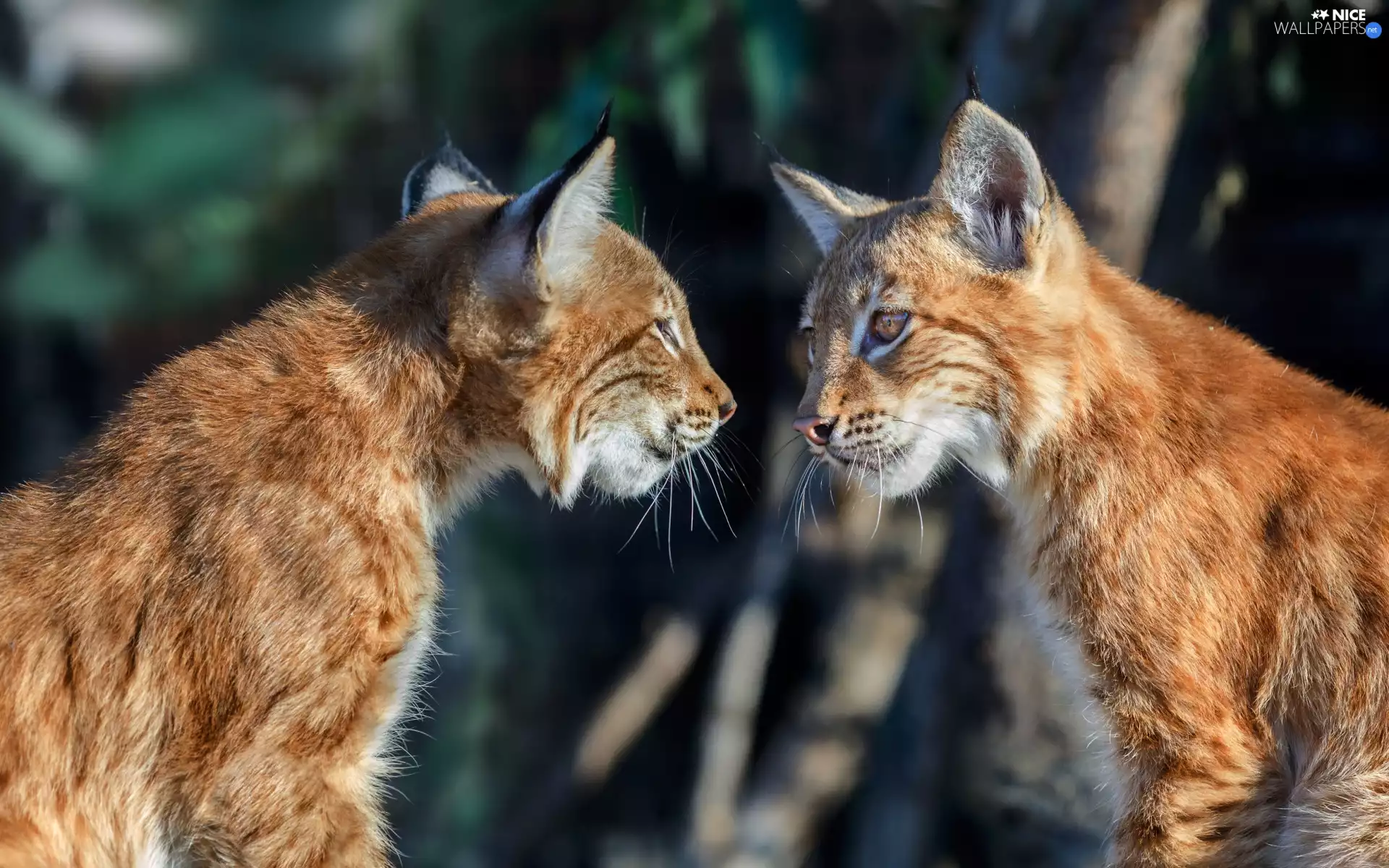 lynx, Two cars, staring